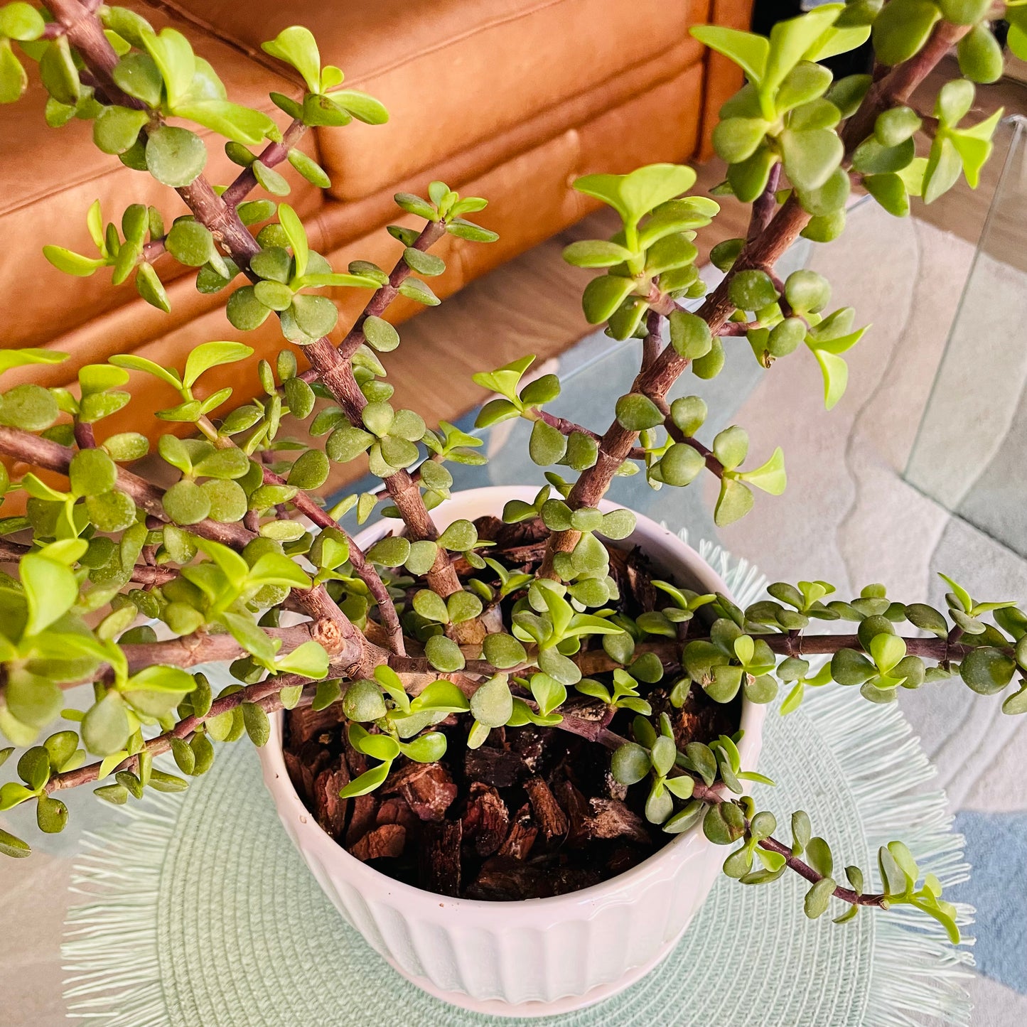 Portulacaria Afra en maceta M