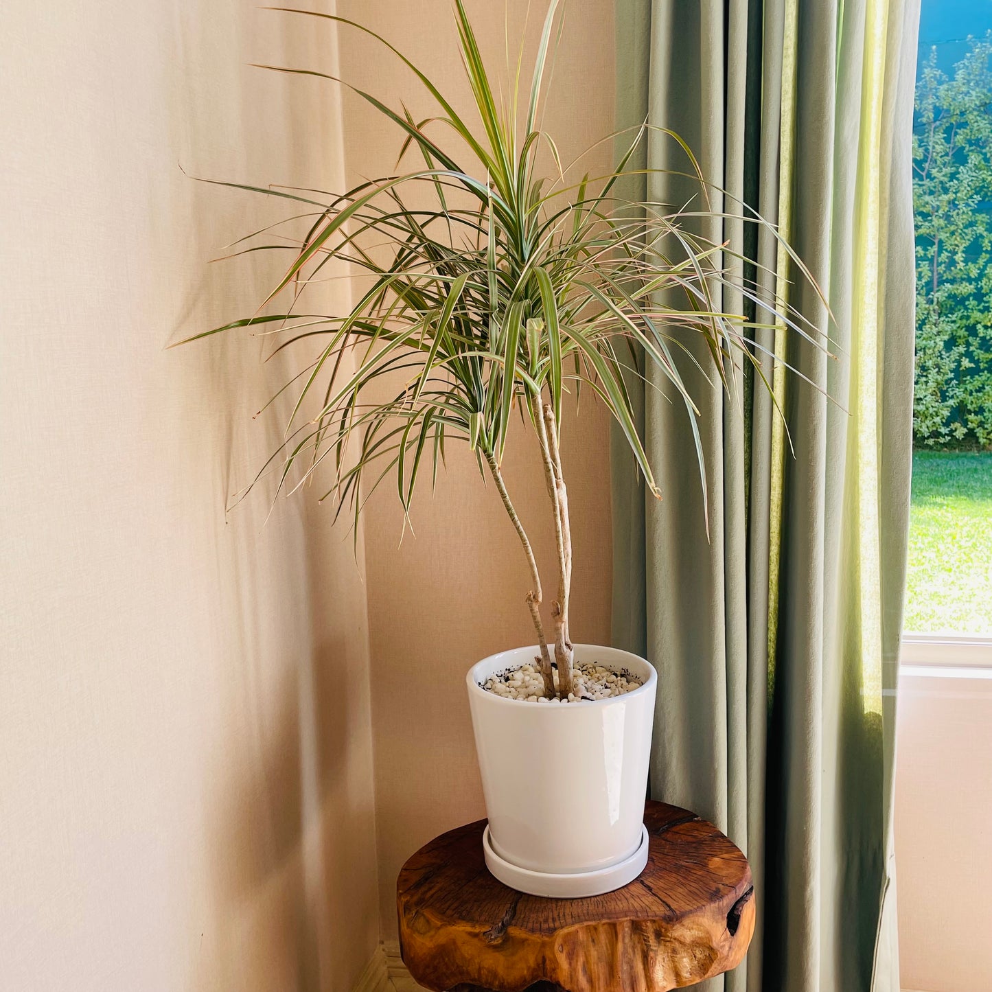 Dracena Marginata tricolor en maceta L