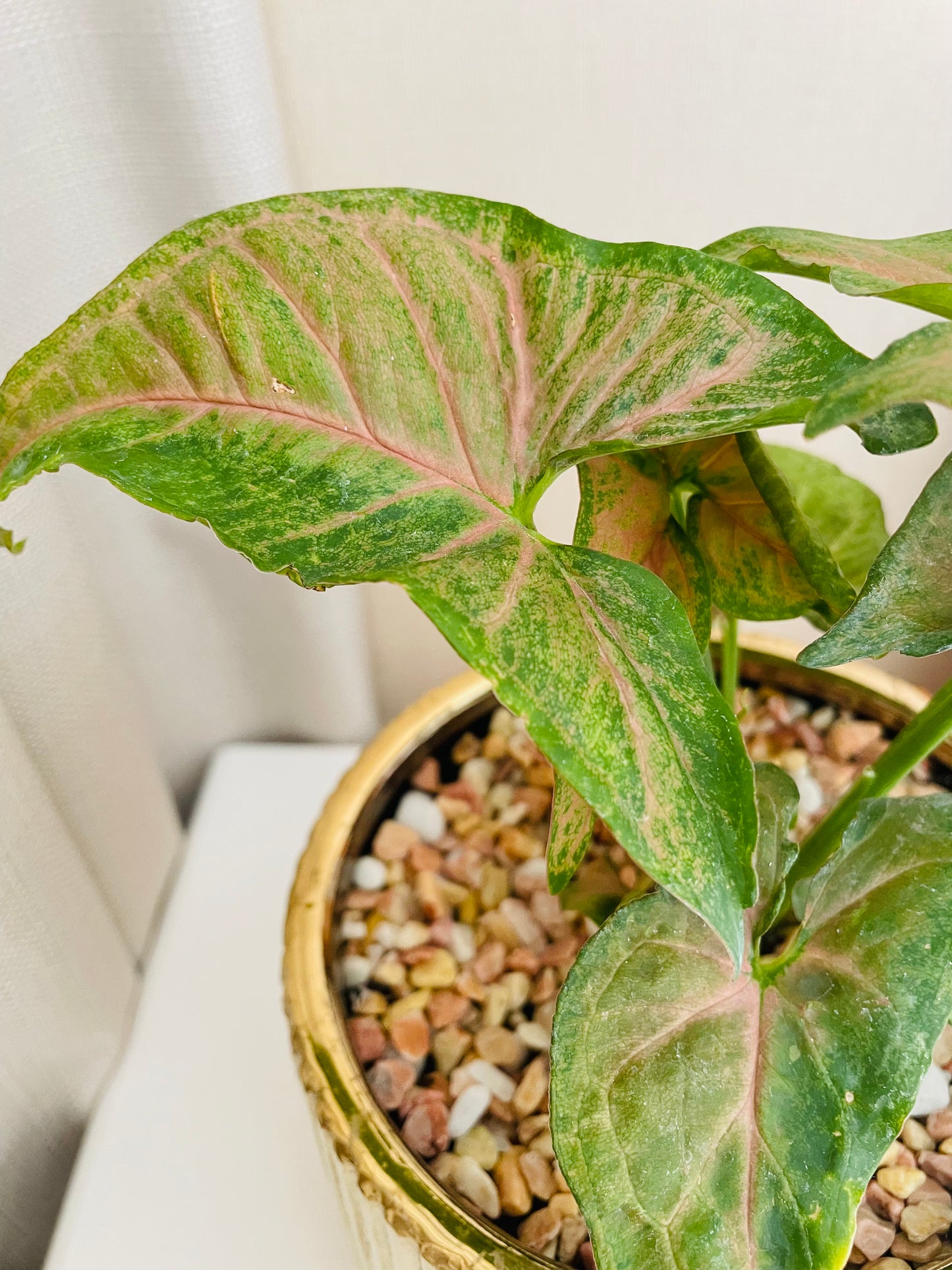 Syngonium Strawberry en maceta M