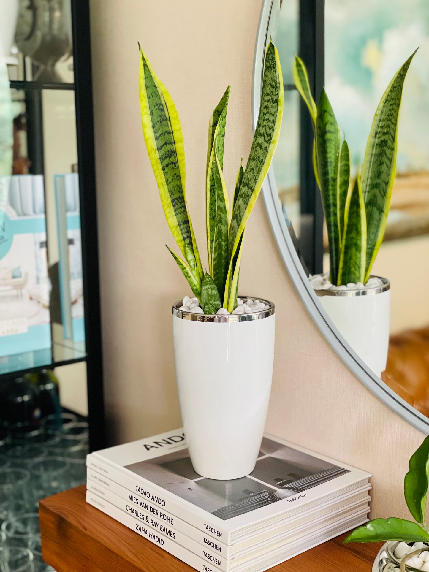 Sansevieria en maceta L