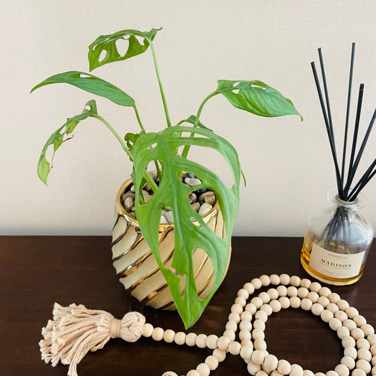 Monstera Adansonii en maceta S