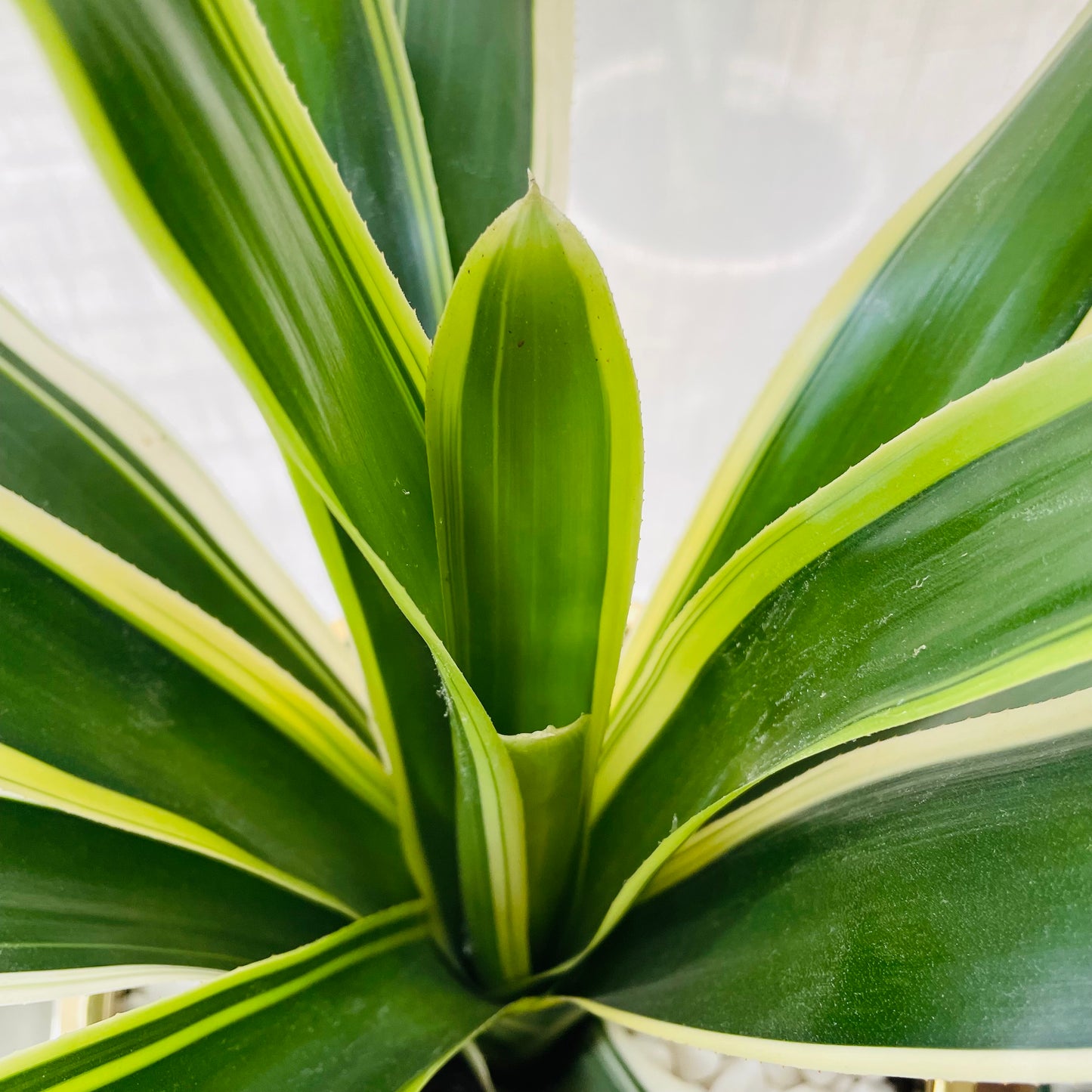 Bromelia en maceta L
