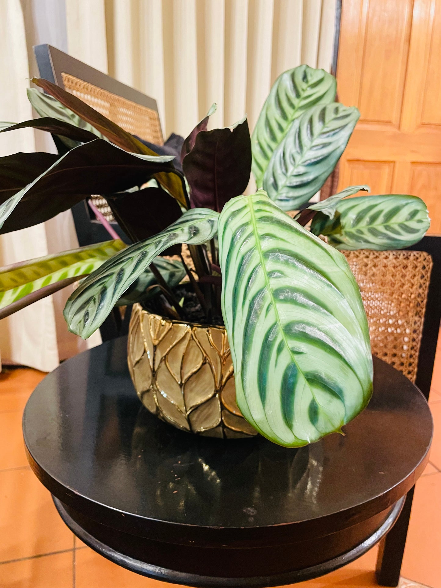 Calathea burle marxii en maceta L