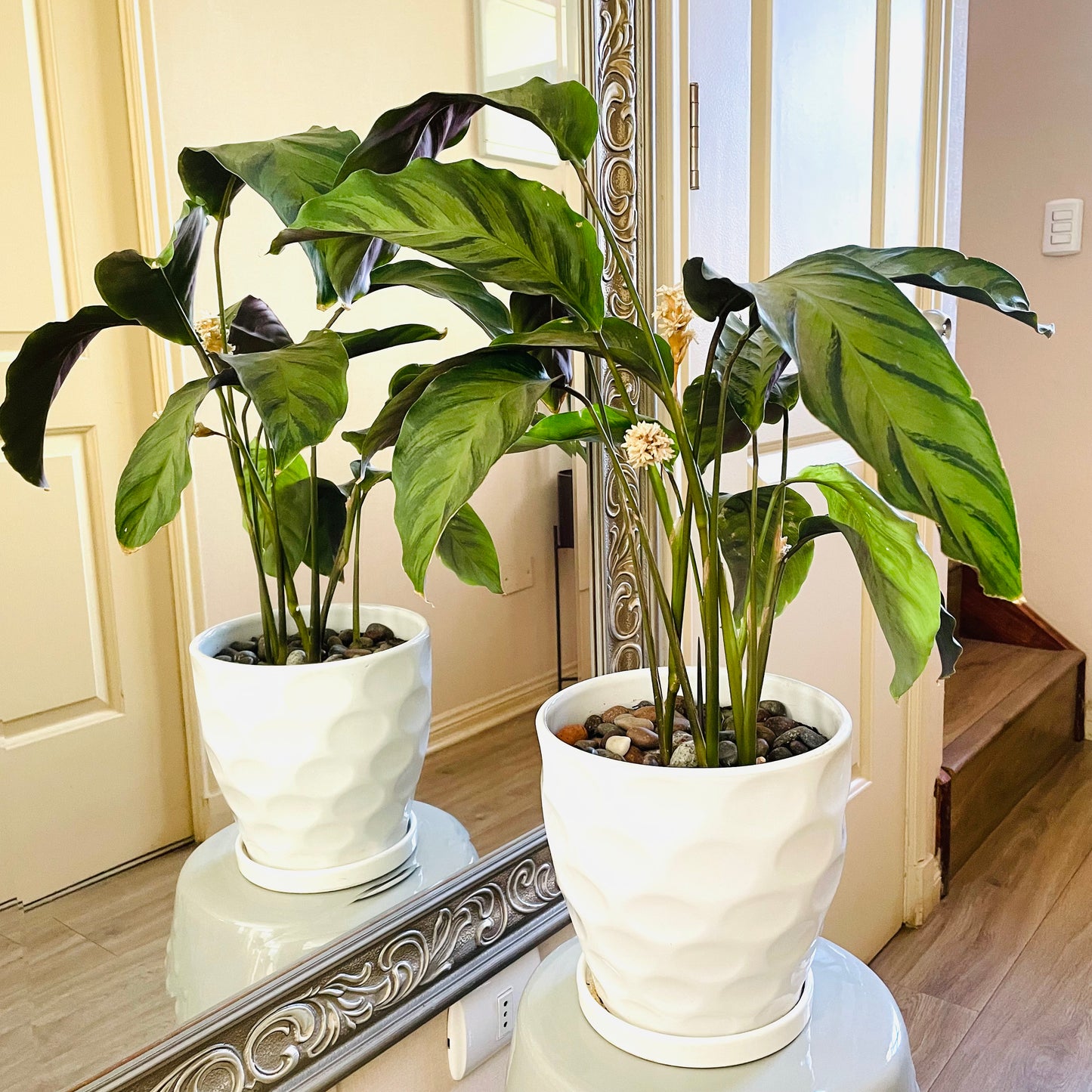 Calathea Louisae en maceta L