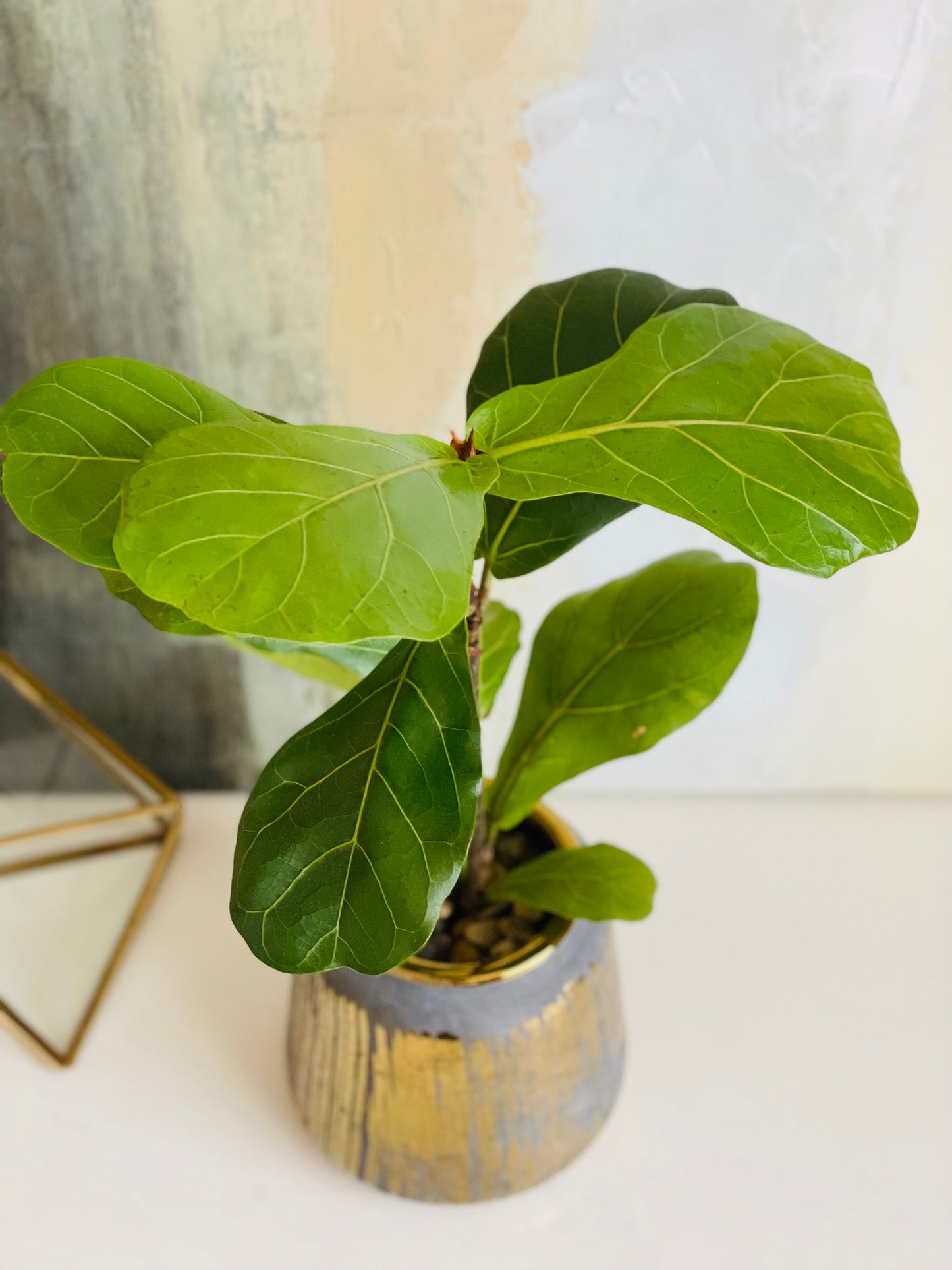 Ficus lyrata en maceta M