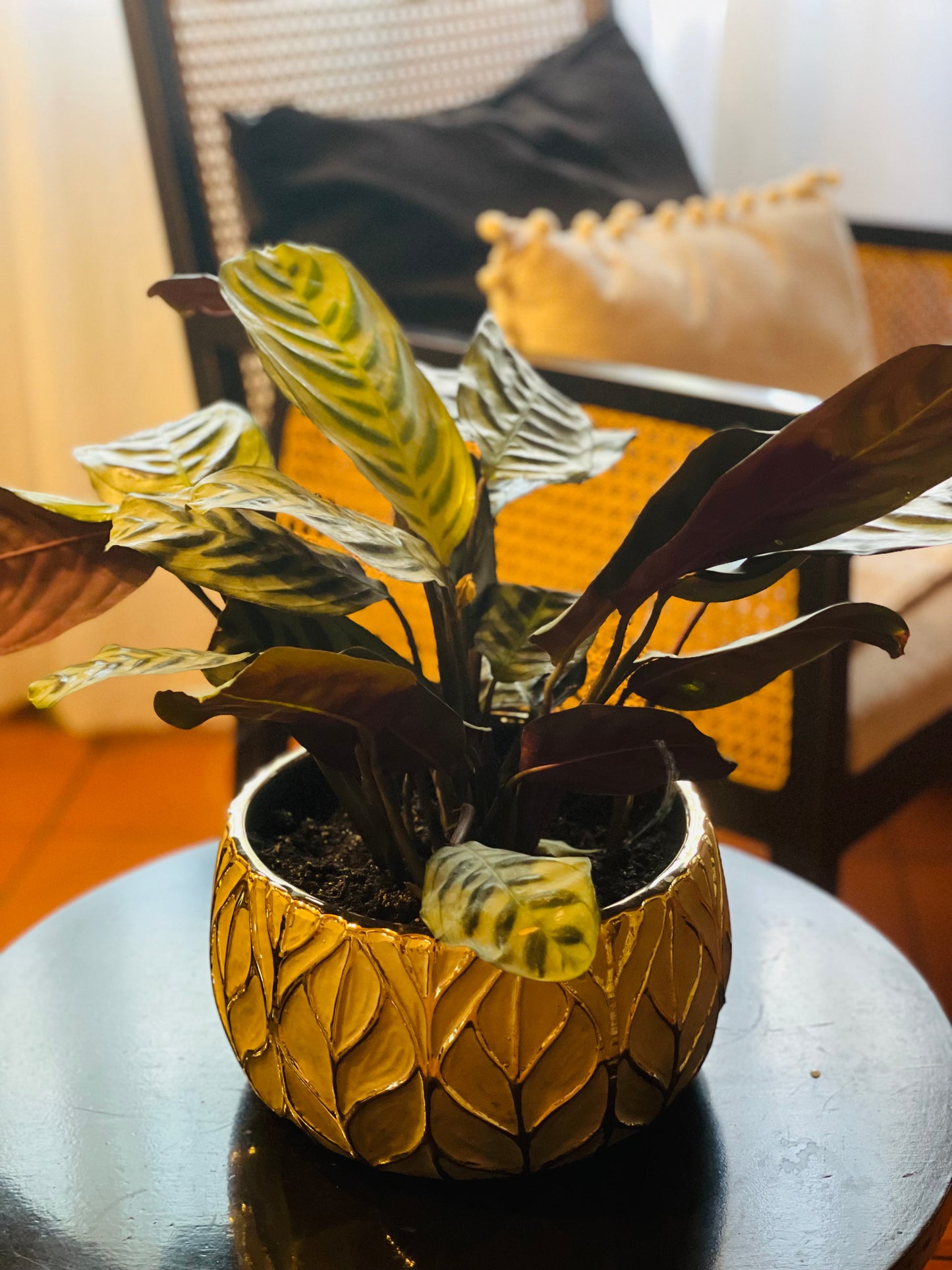 Calathea burle marxii en maceta L