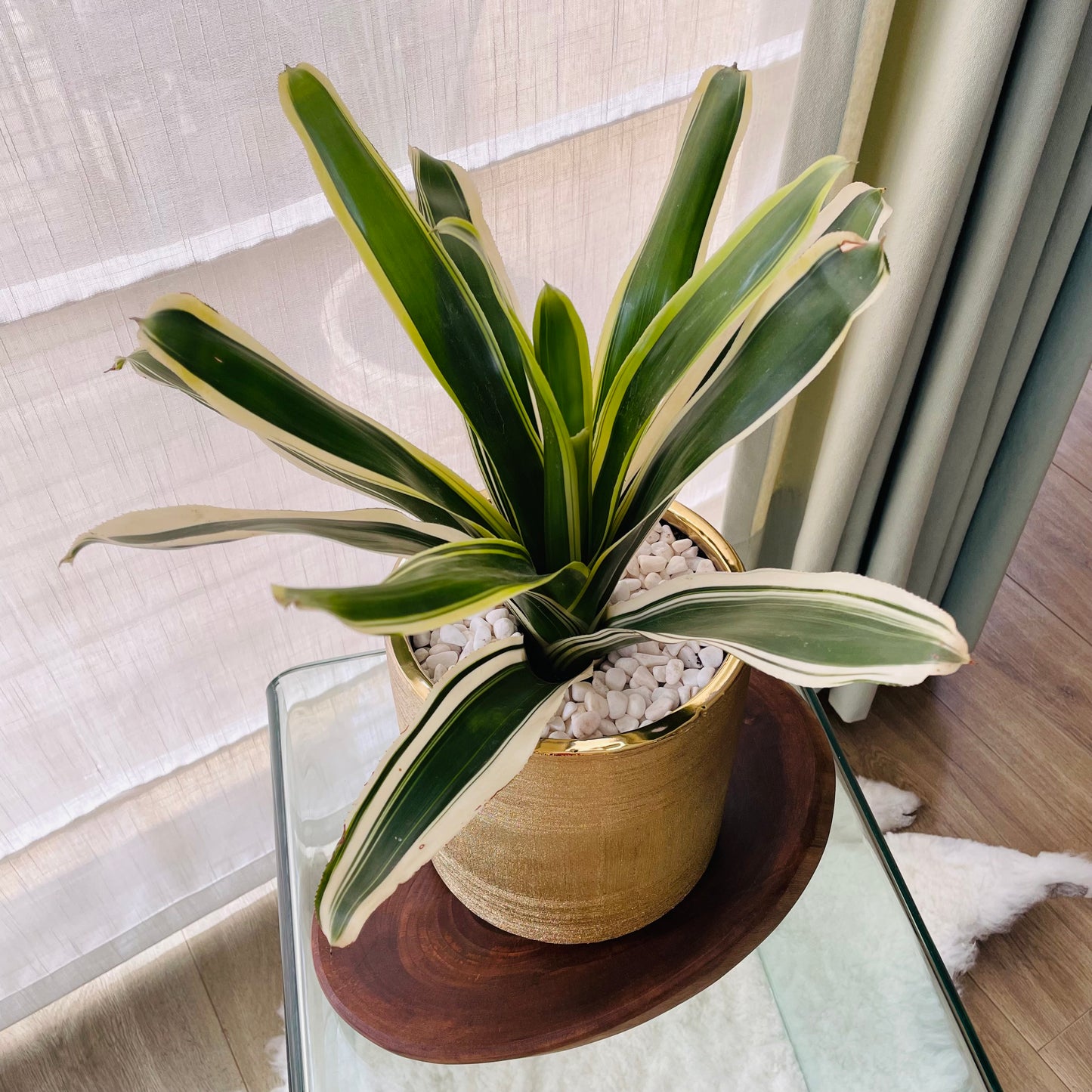 Bromelia en maceta L
