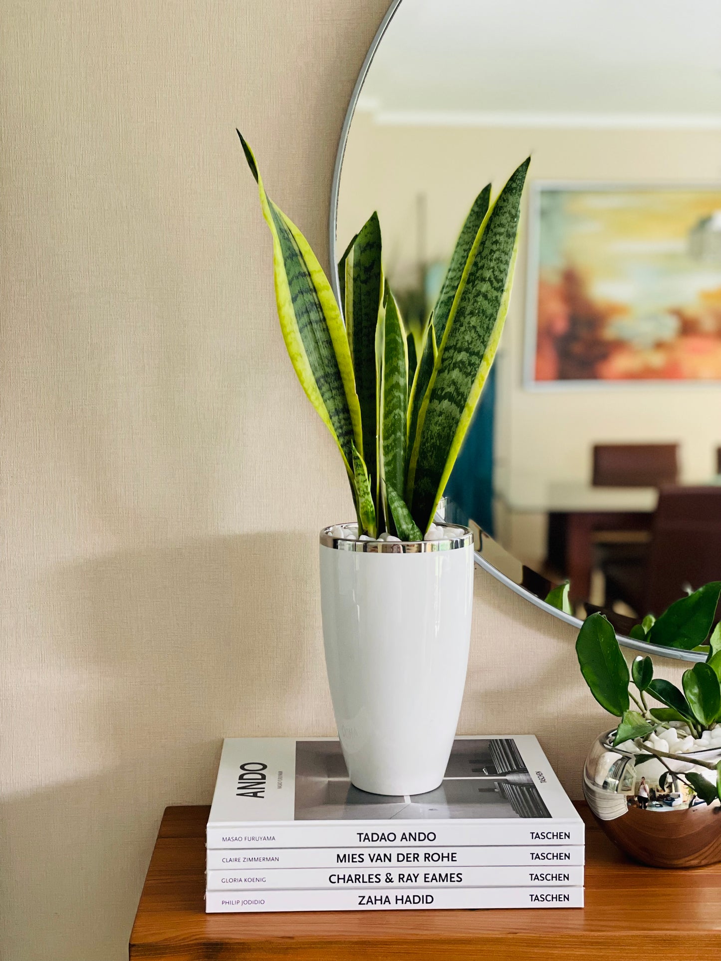 Sansevieria en maceta L
