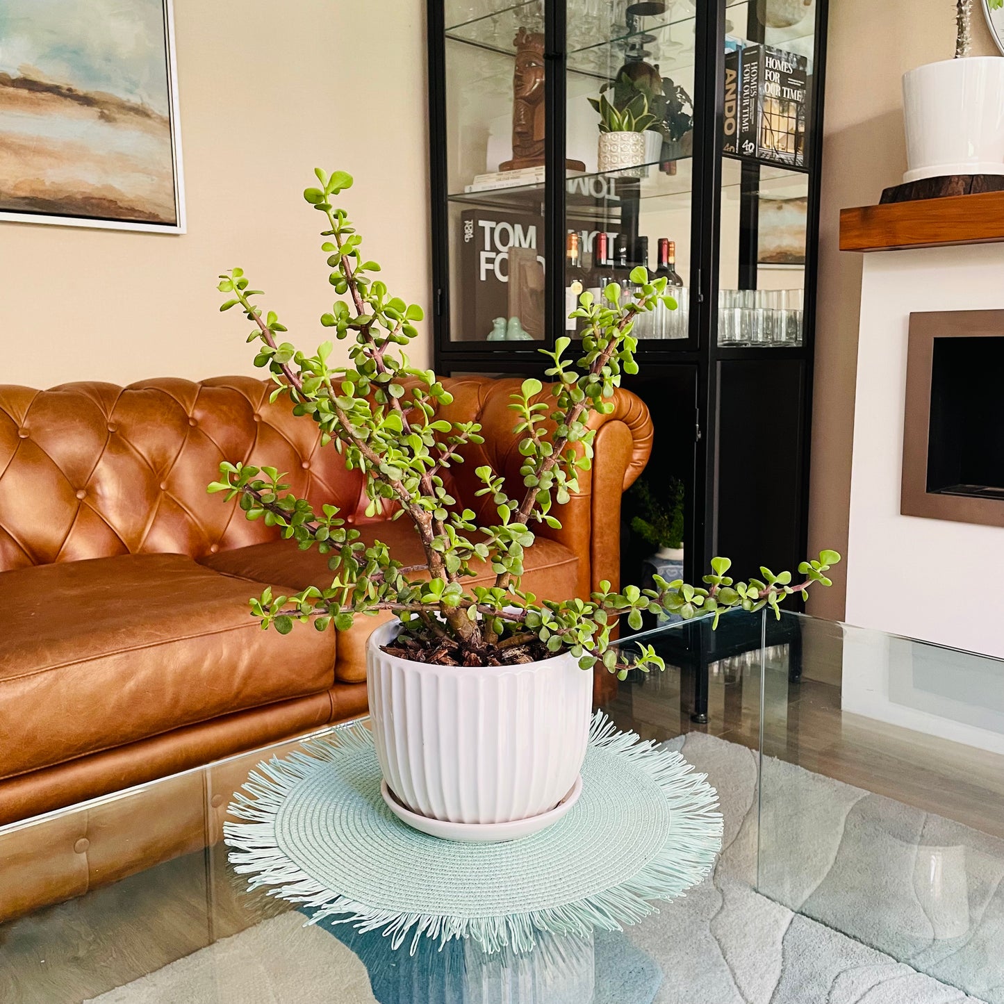 Portulacaria Afra en maceta M