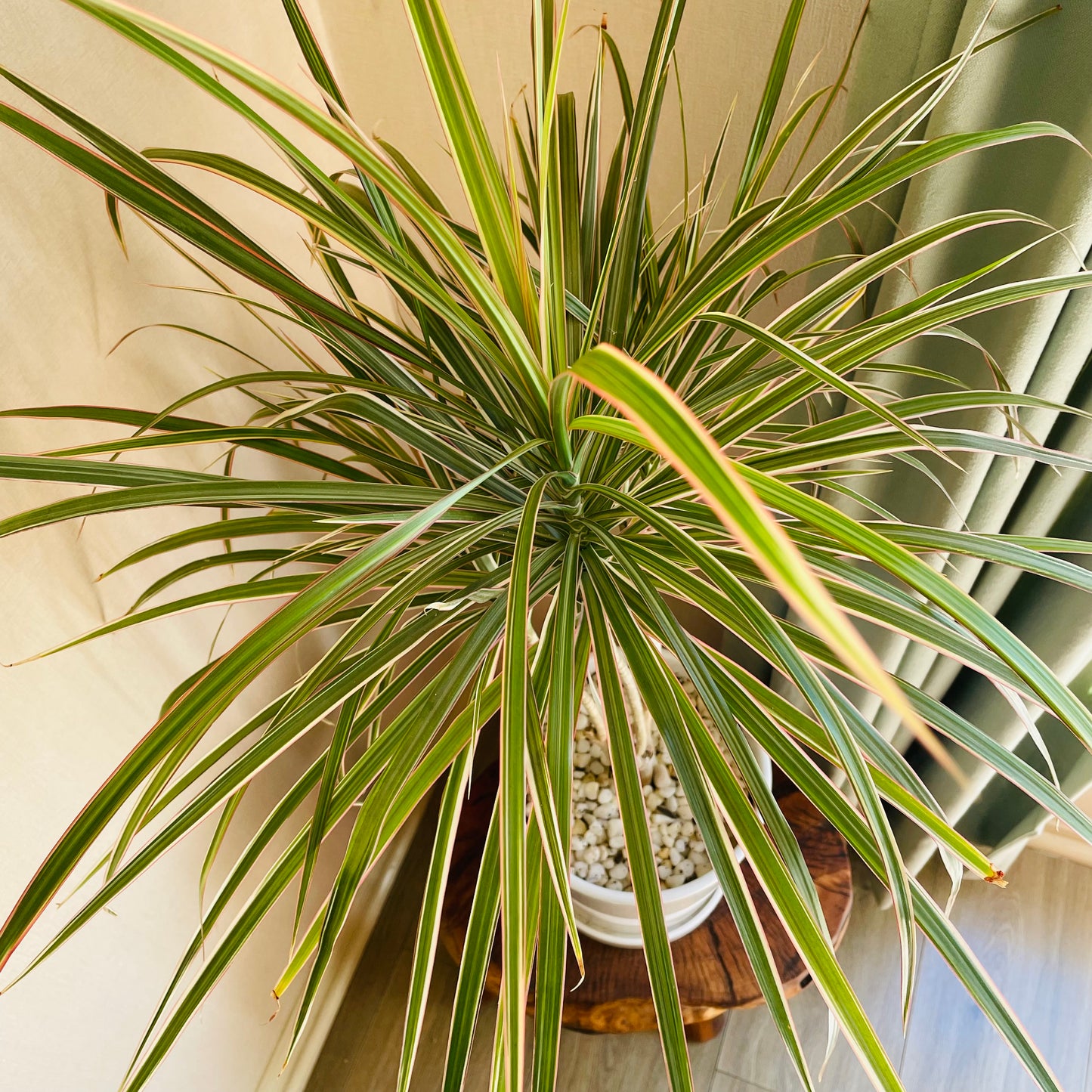 Dracena Marginata tricolor en maceta L