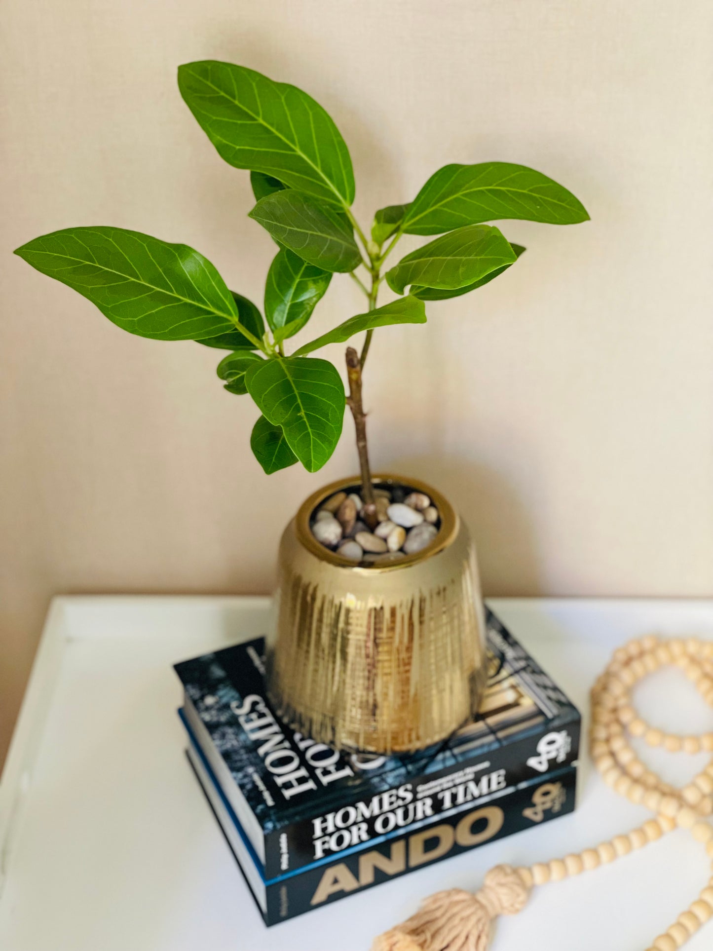 Ficus altissima en maceta M