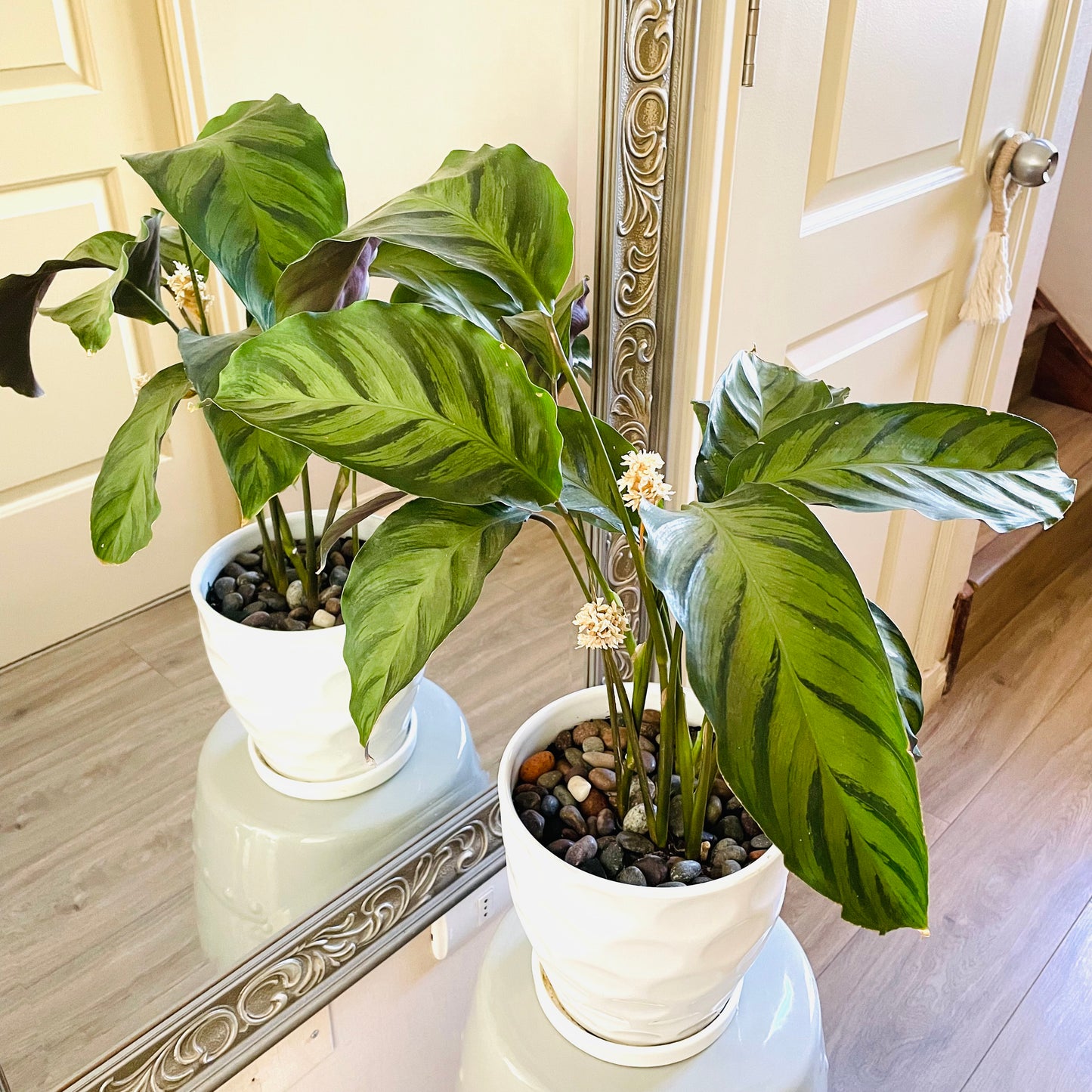 Calathea Louisae en maceta L