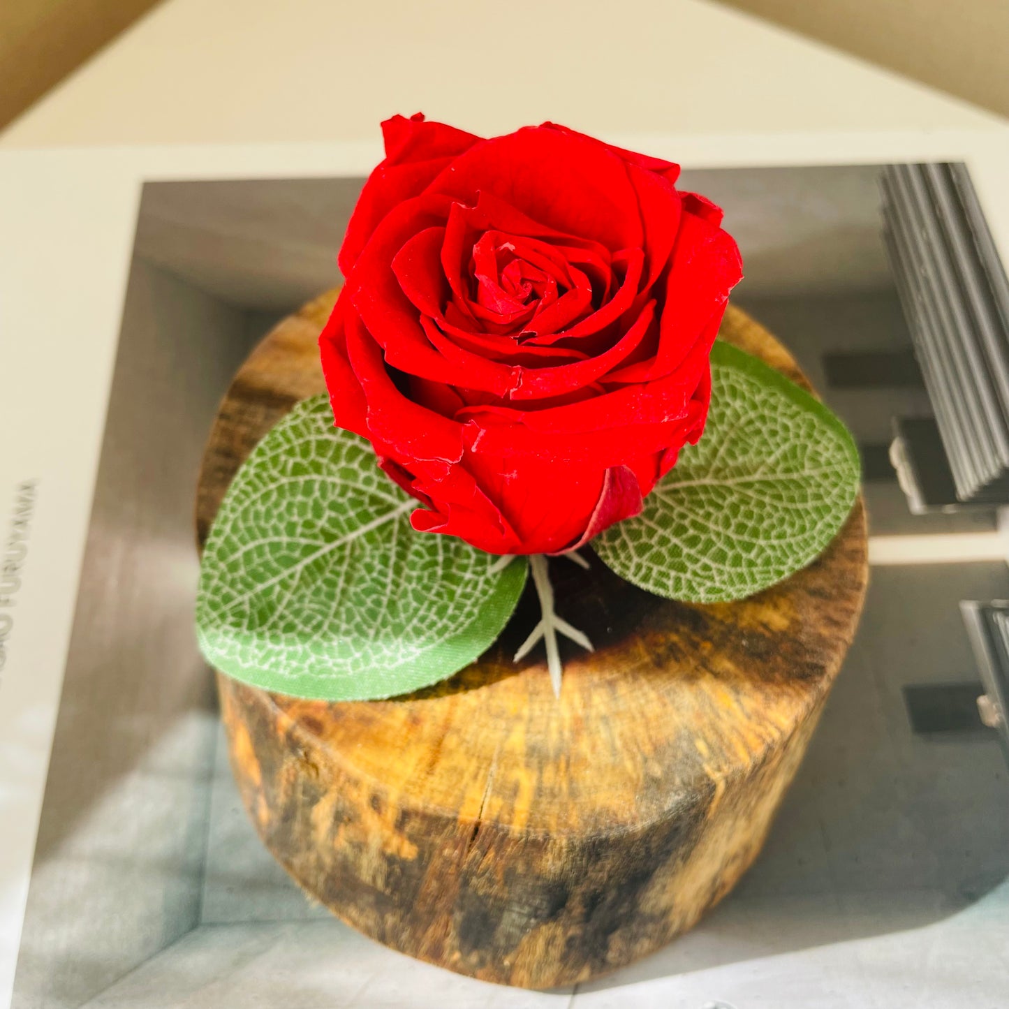 Rosa eterna en tronco