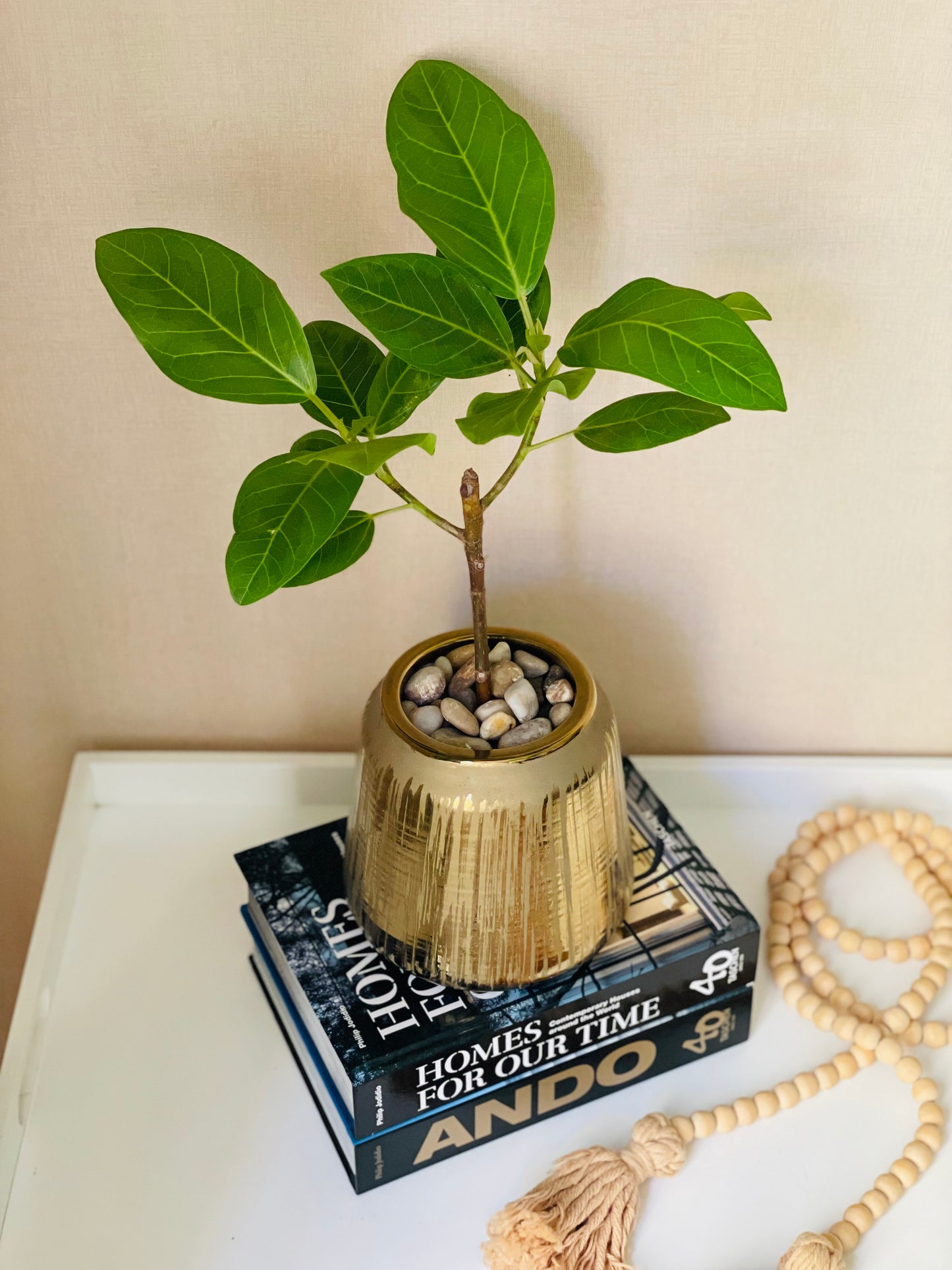 Ficus altissima en maceta M