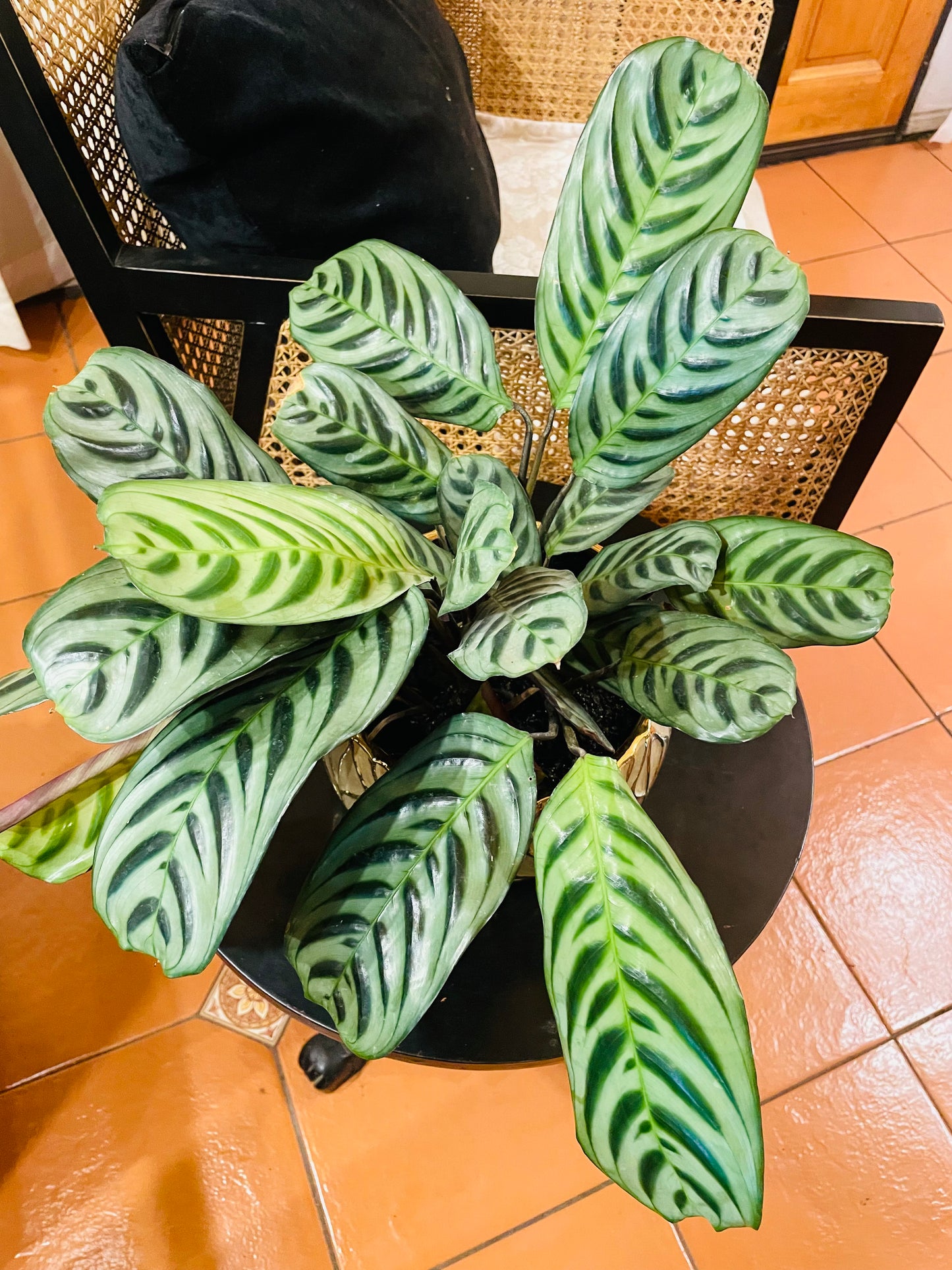 Calathea burle marxii en maceta L