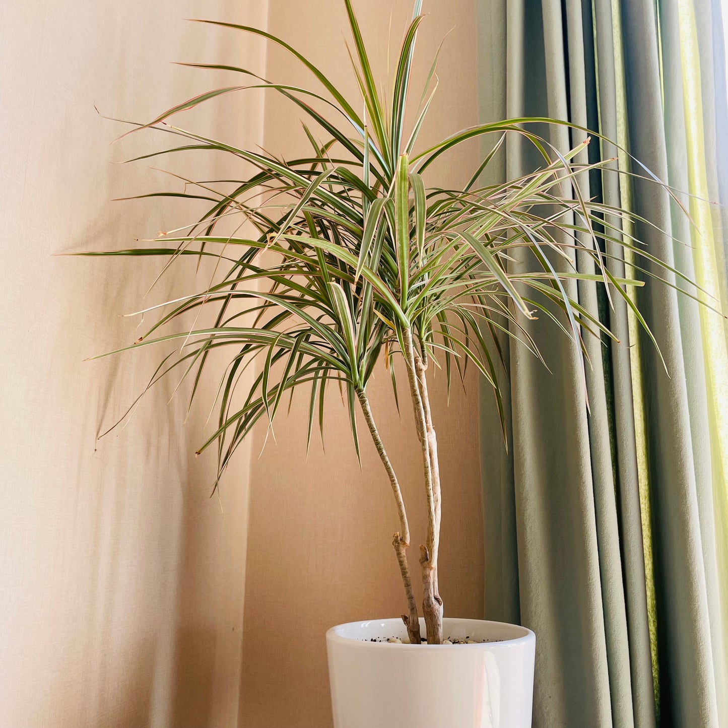 Dracena Marginata tricolor en maceta L