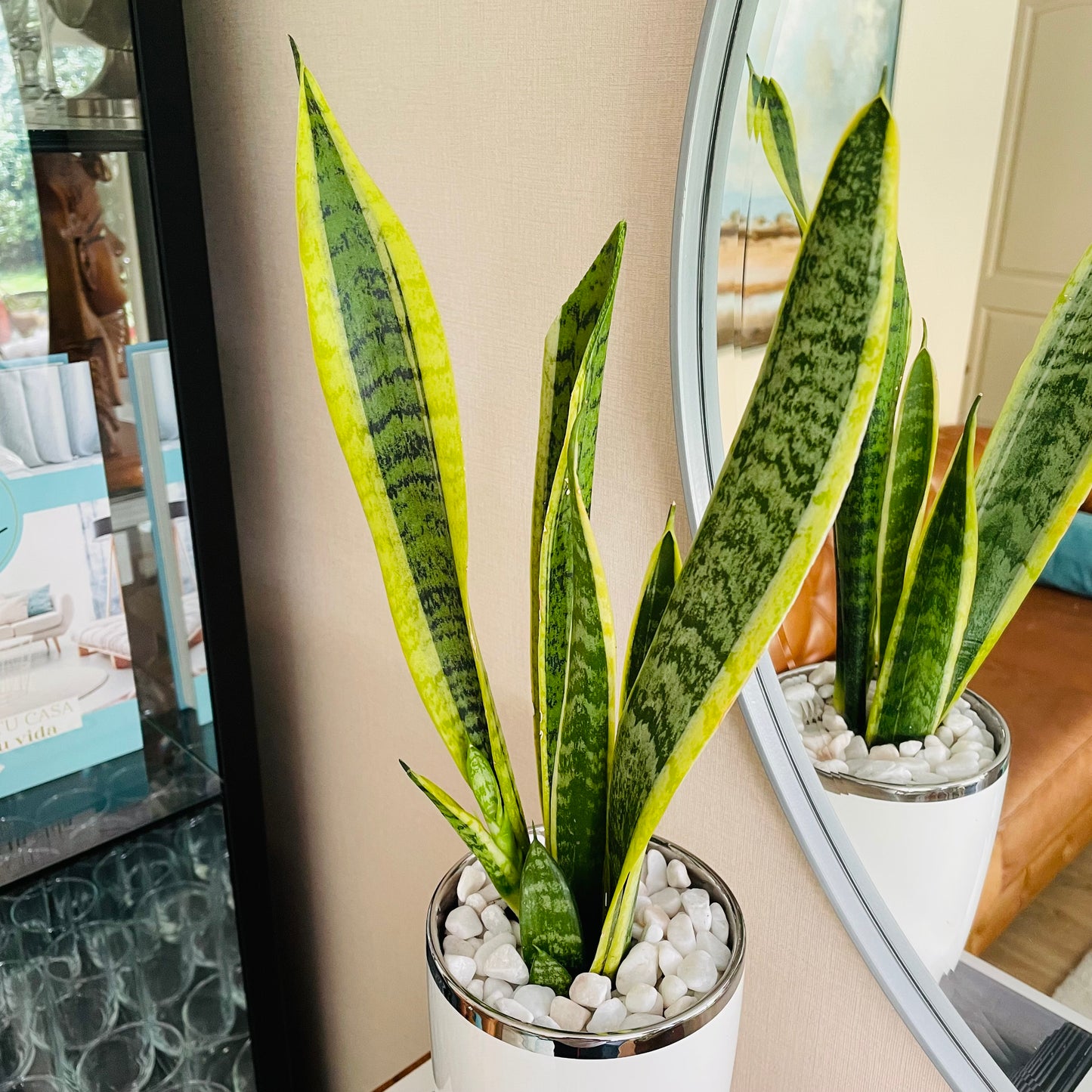 Sansevieria en maceta L