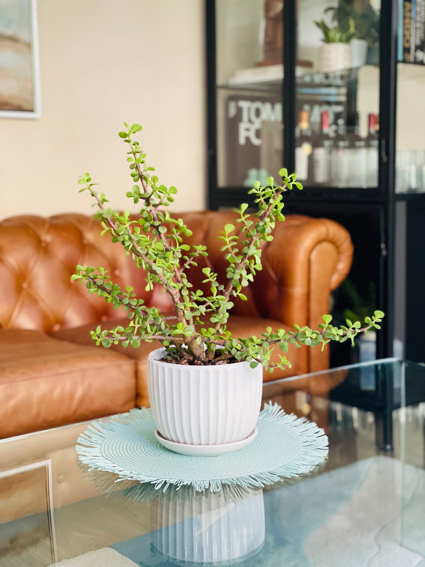Portulacaria Afra en maceta M