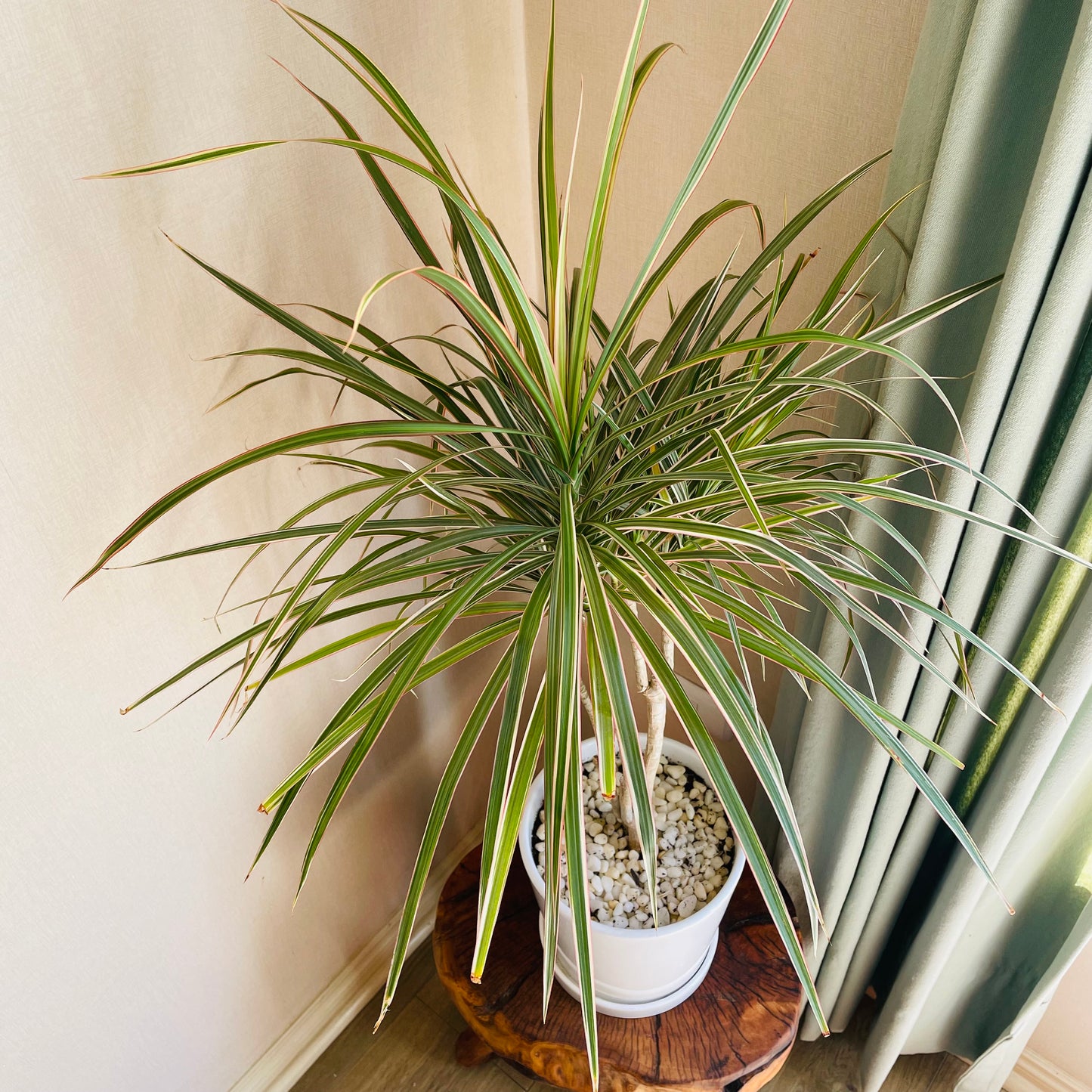 Dracena Marginata tricolor en maceta L