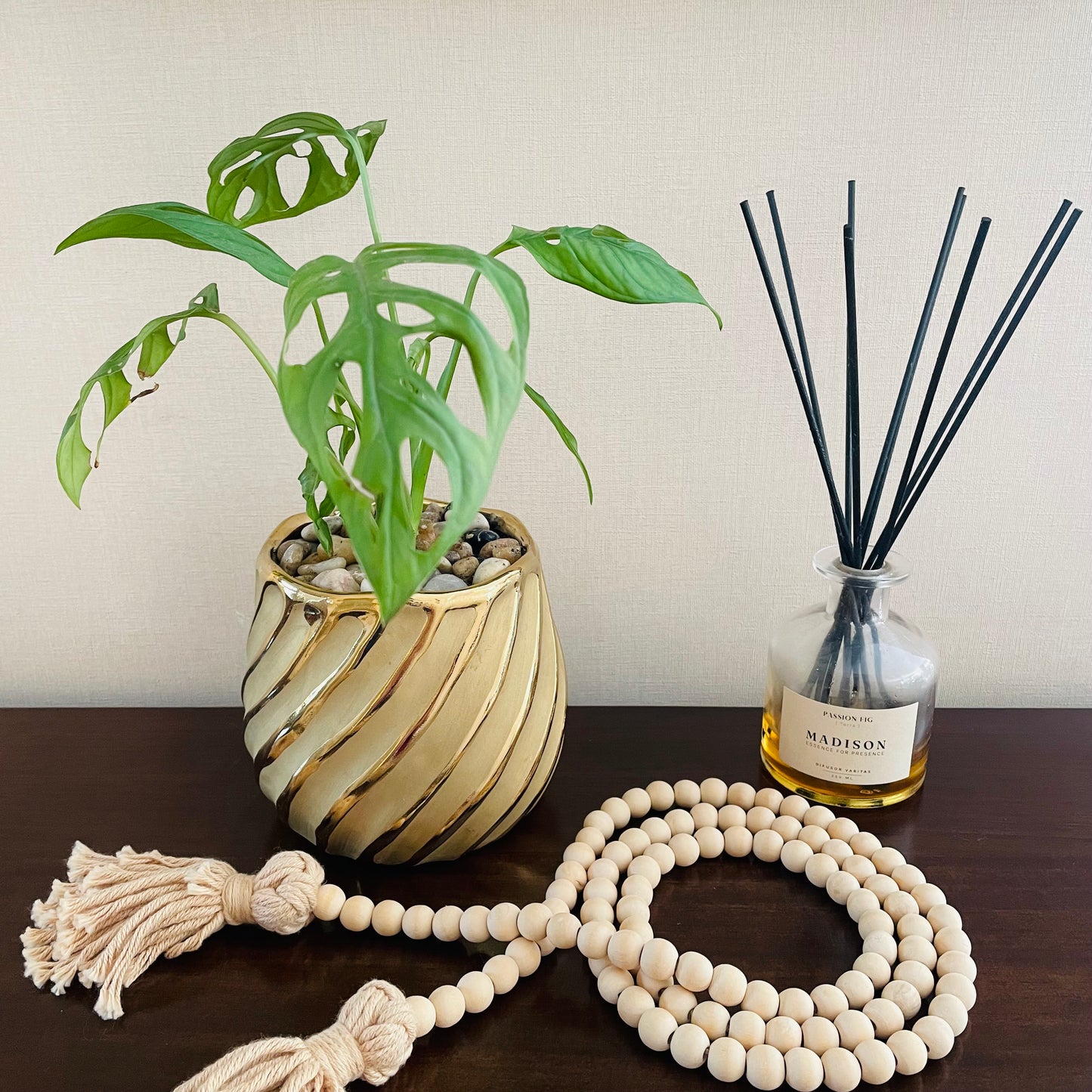 Monstera Adansonii en maceta S