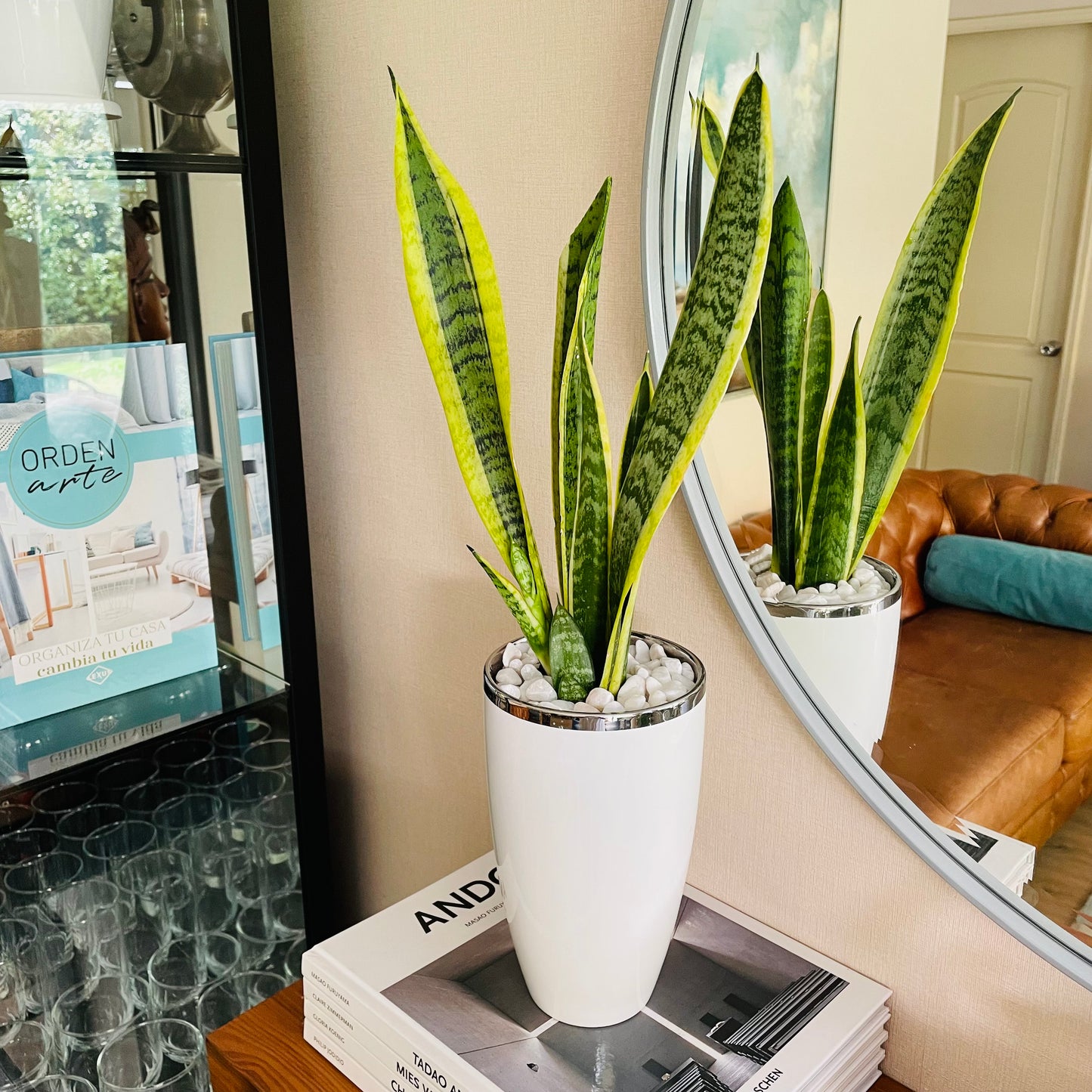 Sansevieria en maceta L
