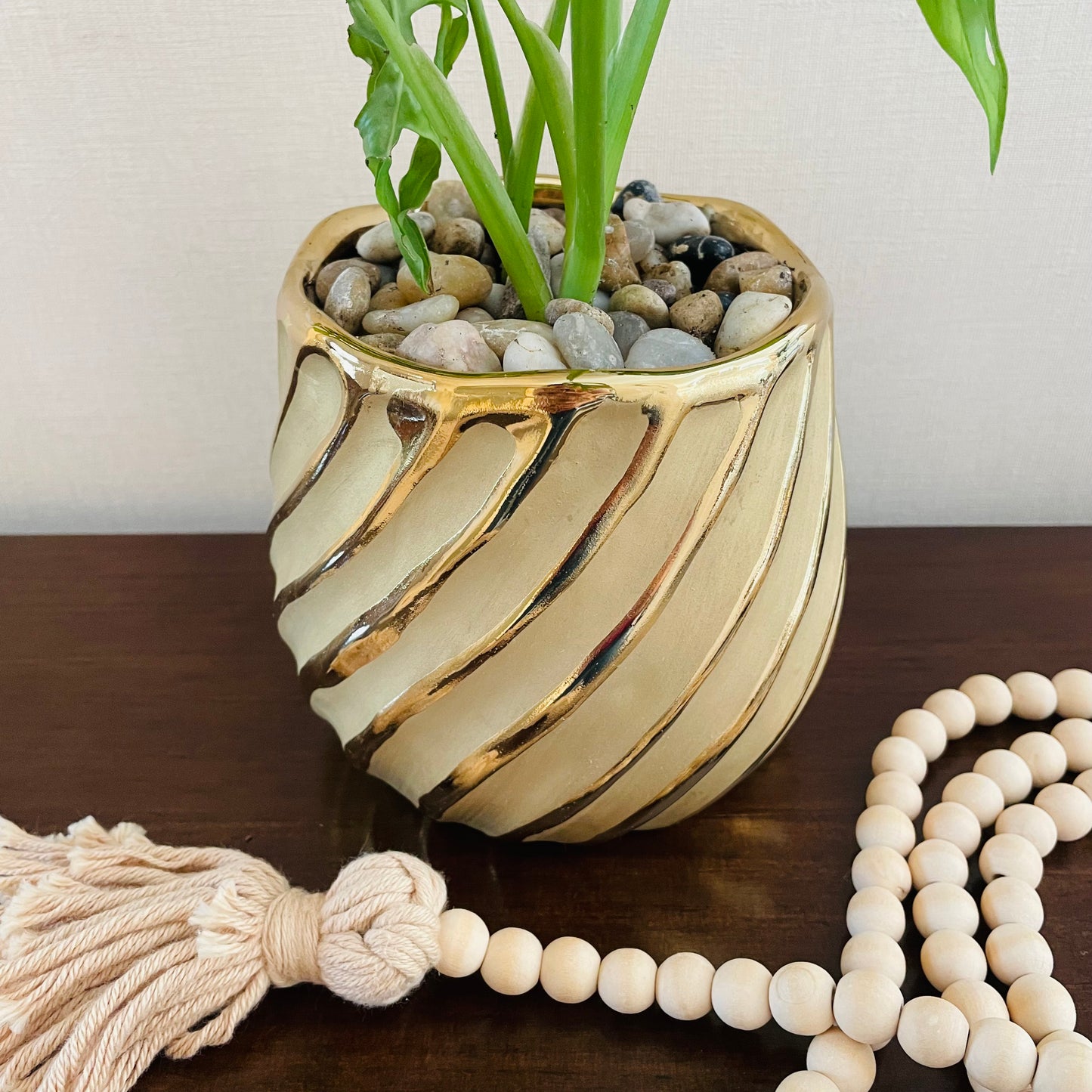 Monstera Adansonii en maceta S