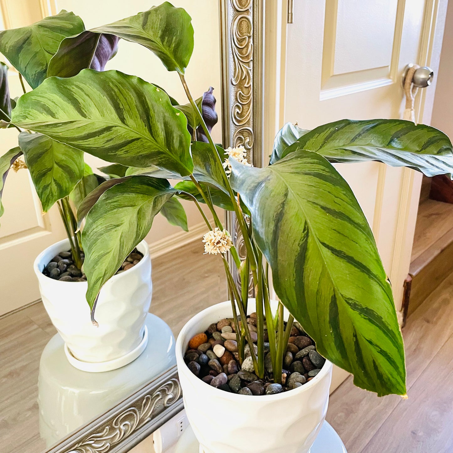 Calathea Louisae en maceta L