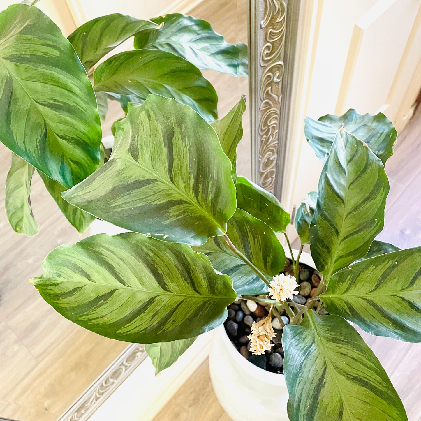 Calathea Louisae en maceta L