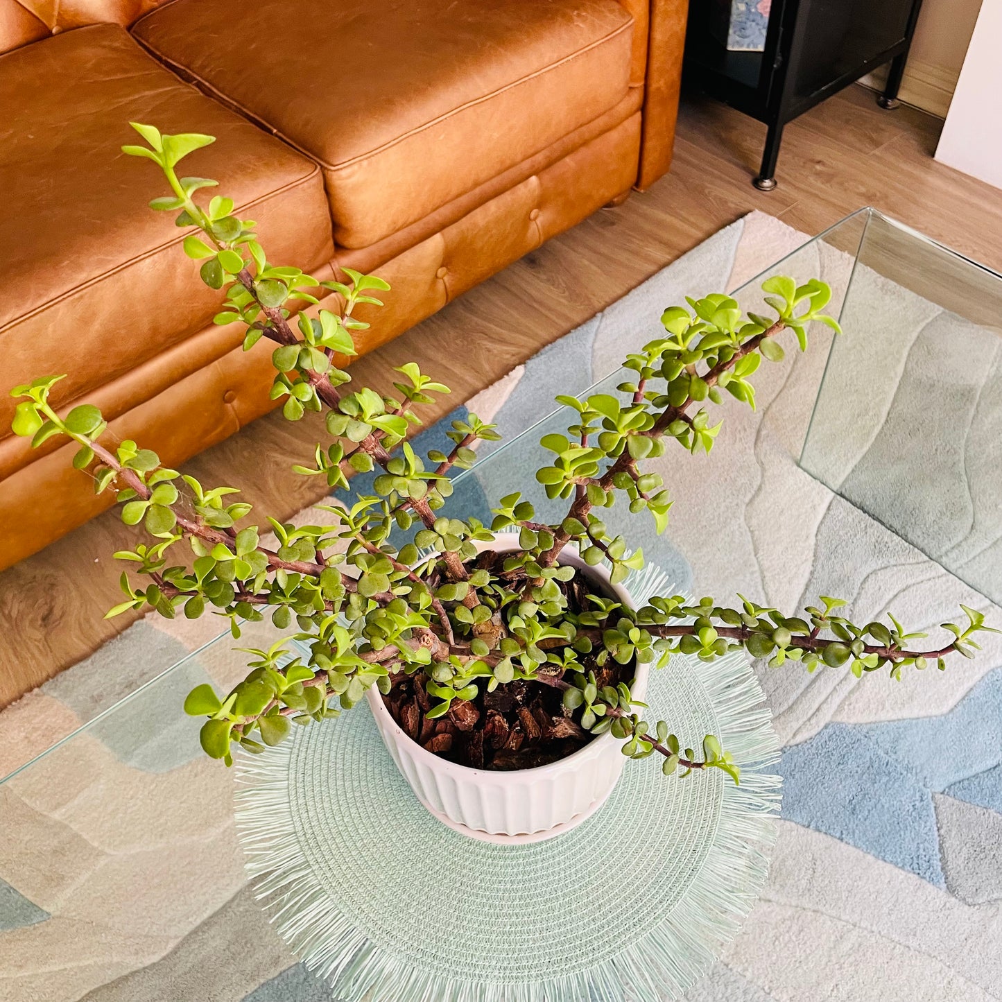 Portulacaria Afra en maceta M