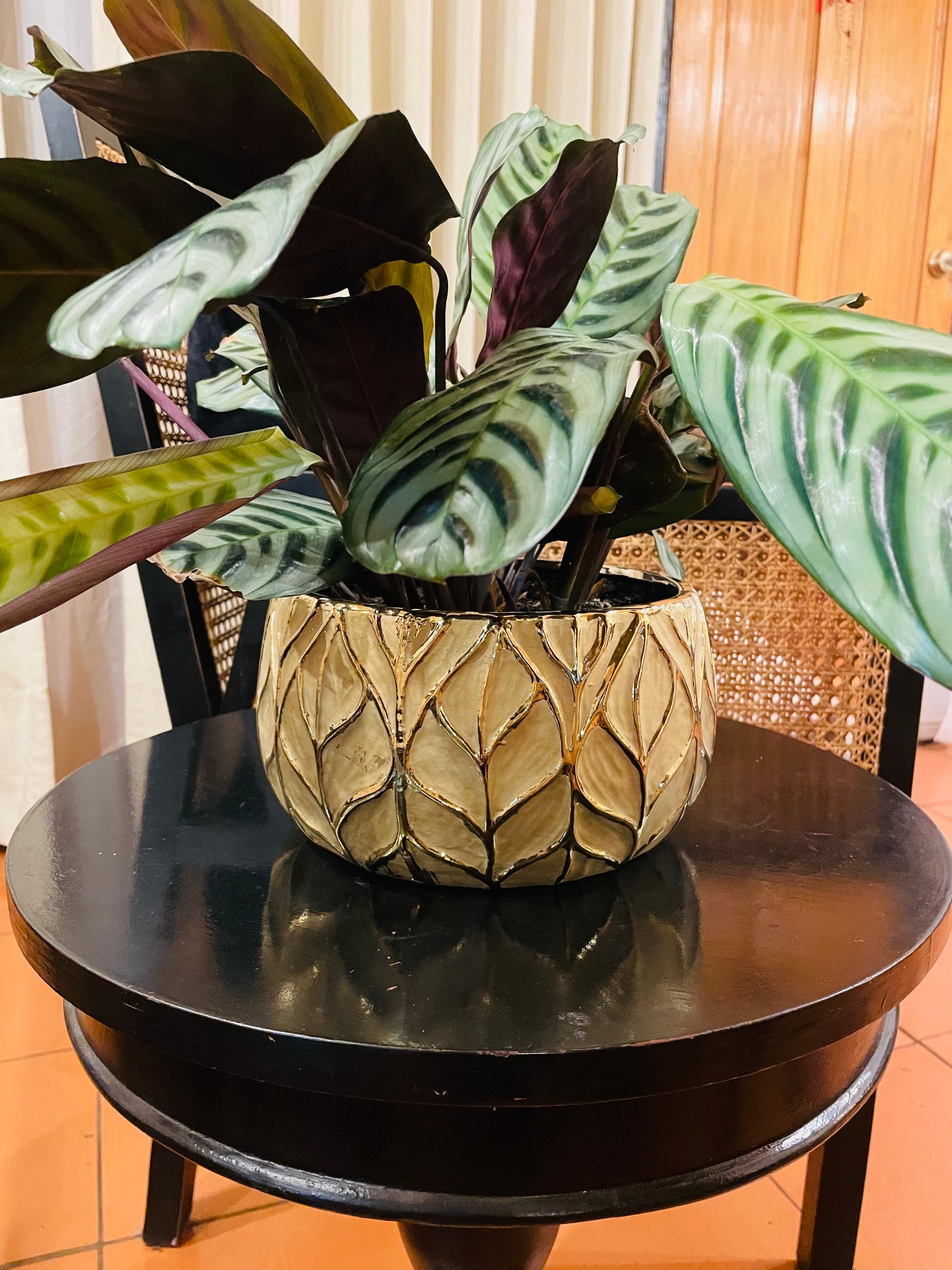 Calathea burle marxii en maceta L