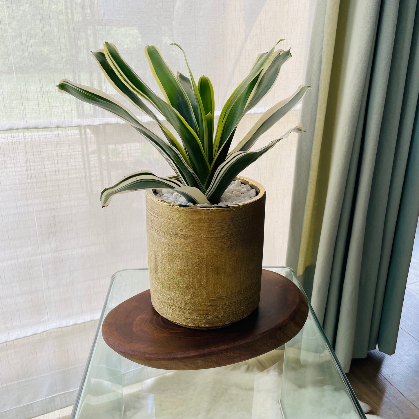 Bromelia en maceta L