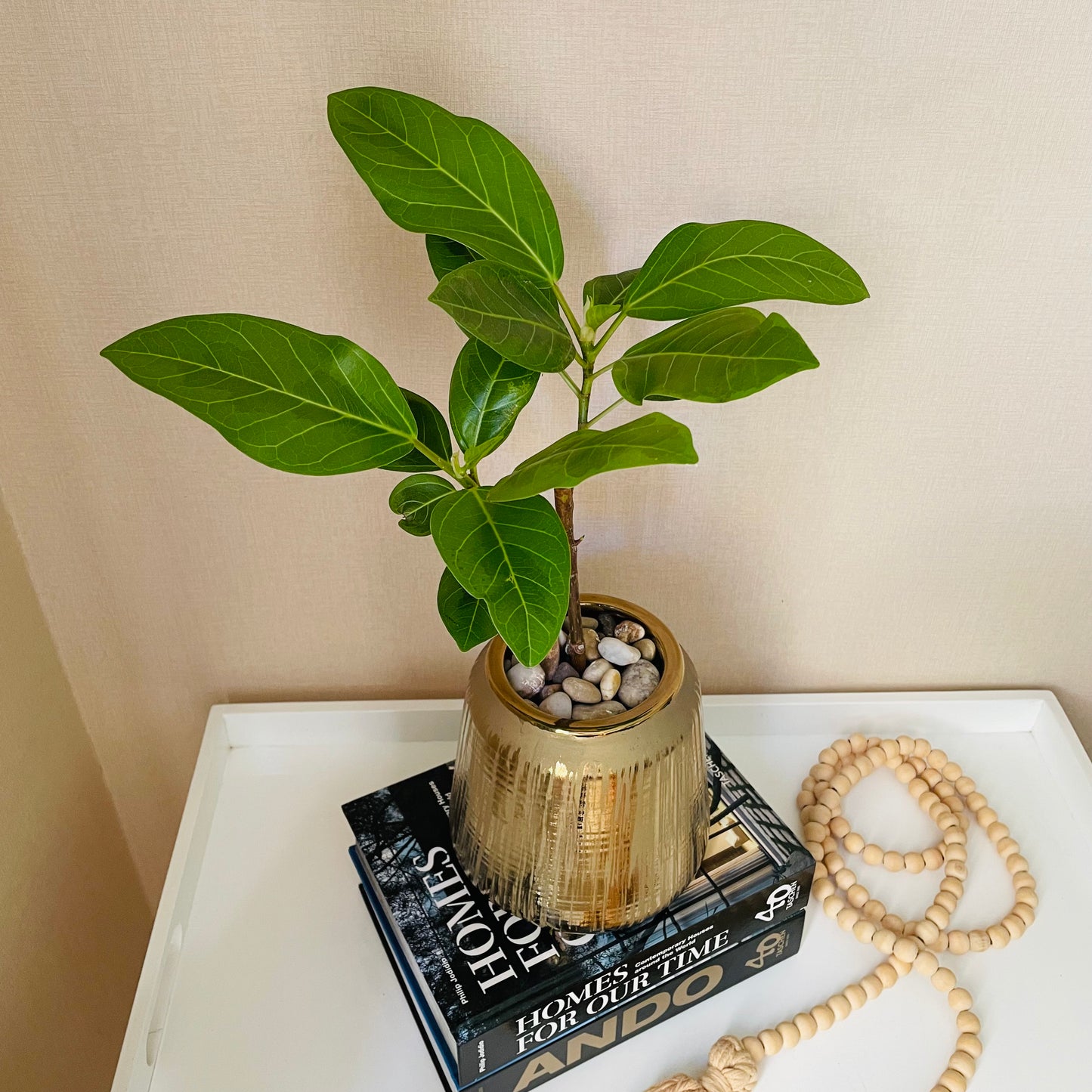 Ficus altissima en maceta M