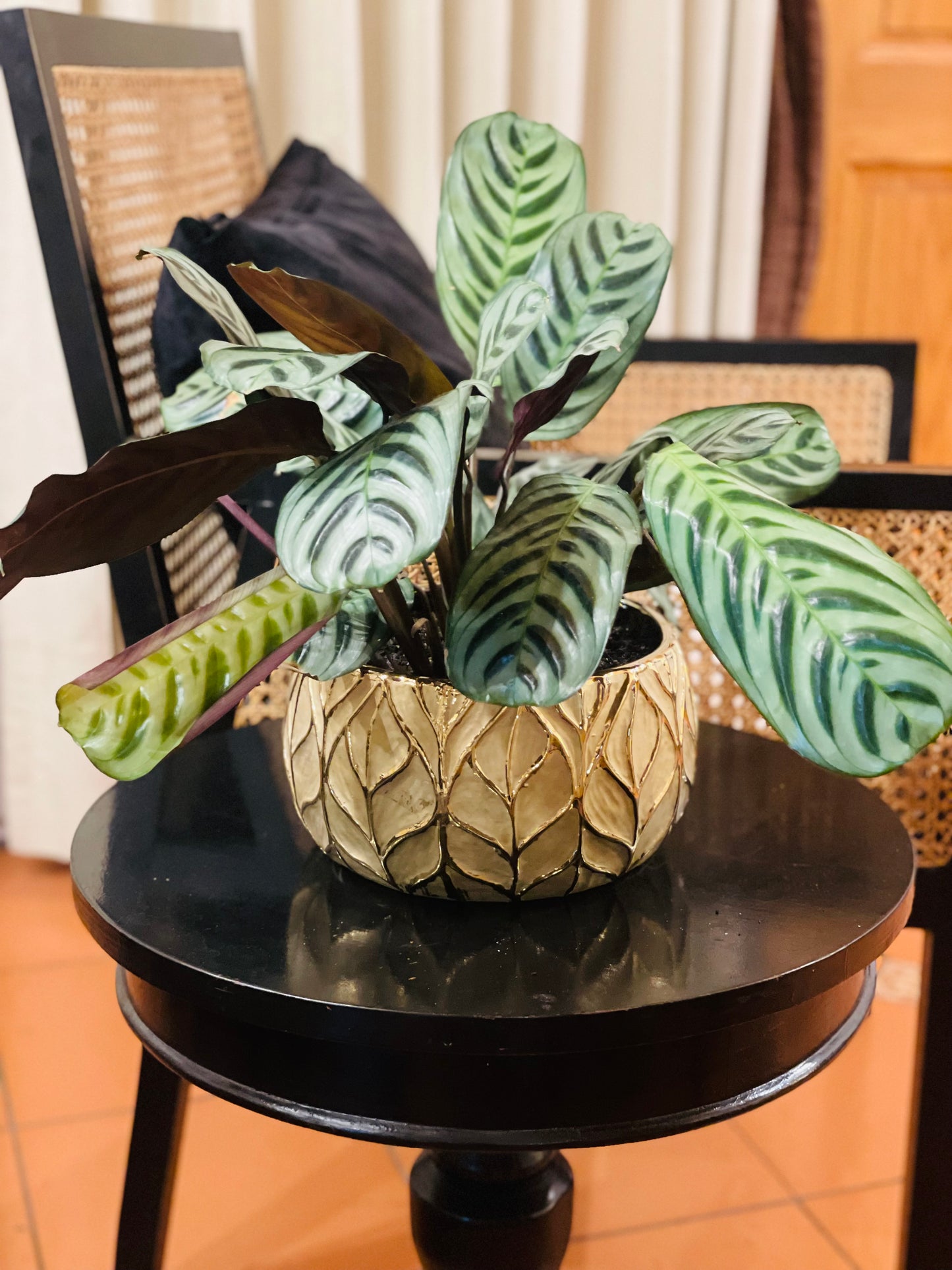 Calathea burle marxii en maceta L