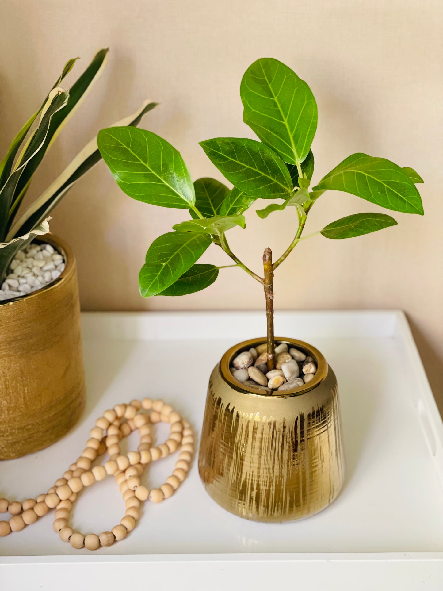 Ficus altissima en maceta M