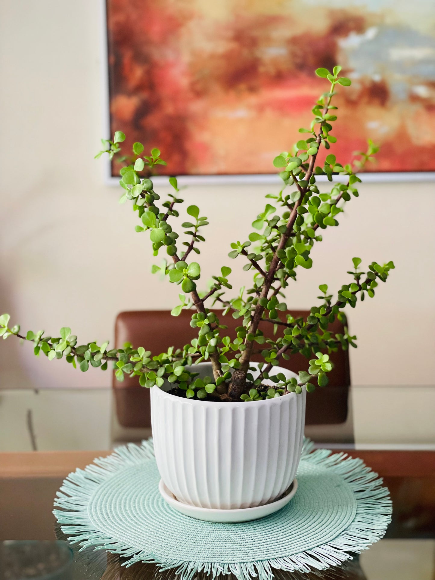 Portulacaria Afra en maceta M