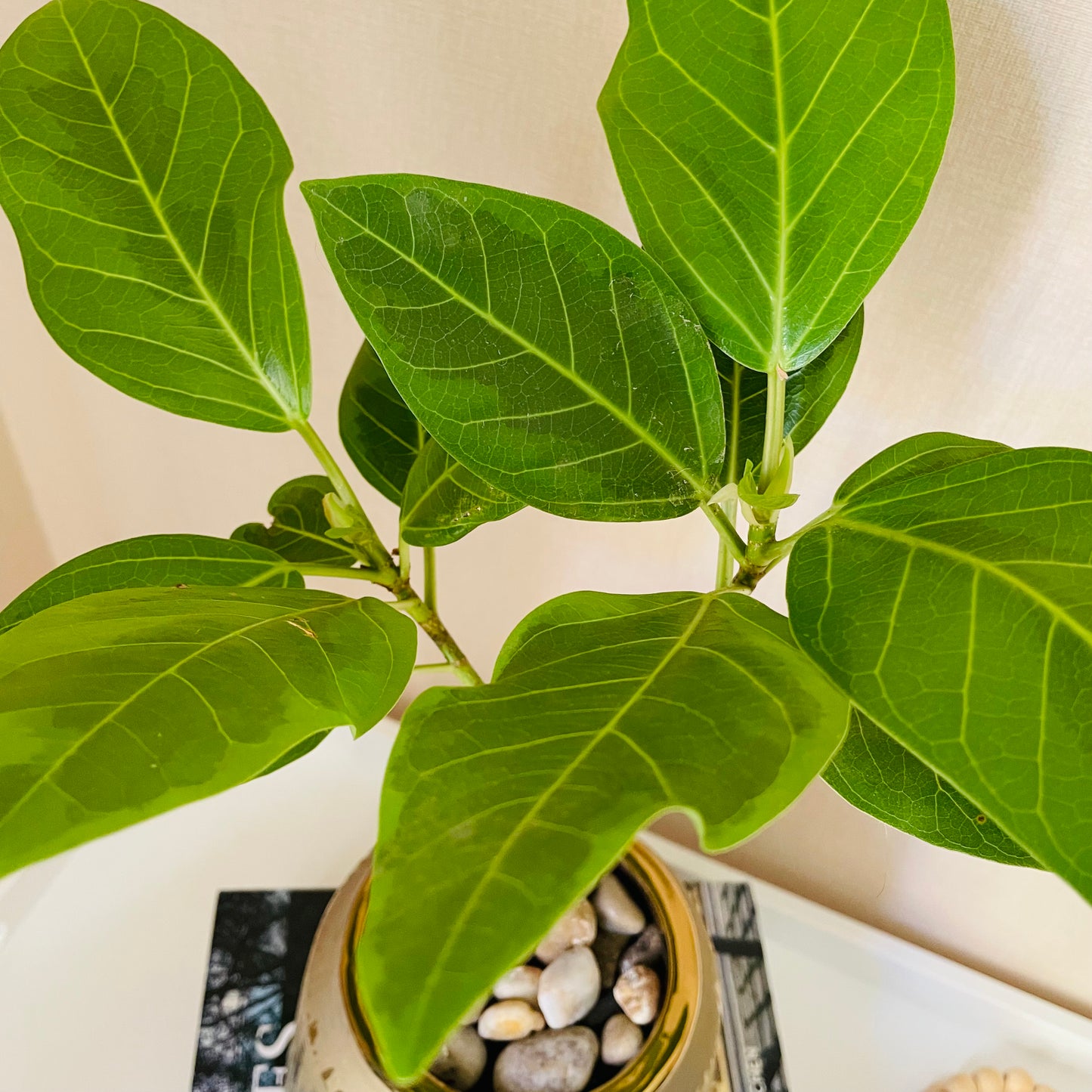 Ficus altissima en maceta M