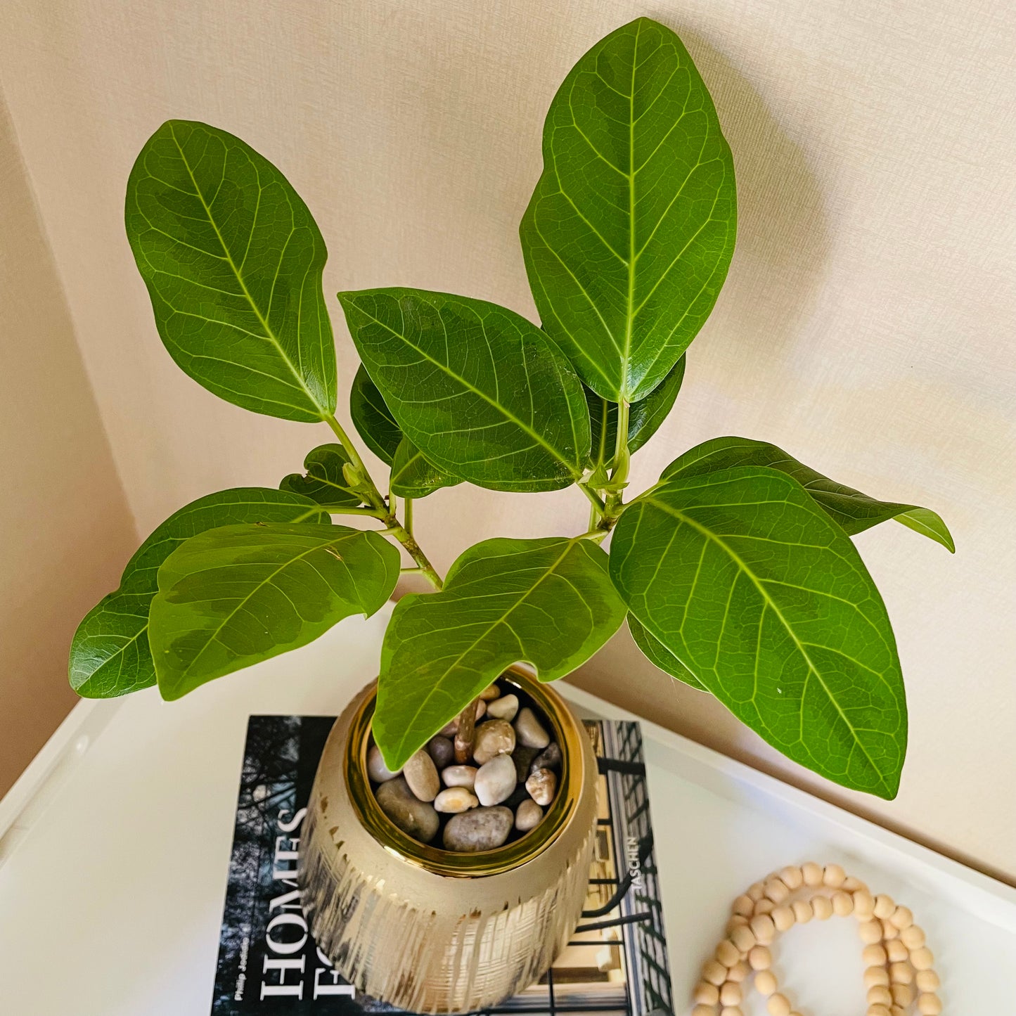 Ficus altissima en maceta M