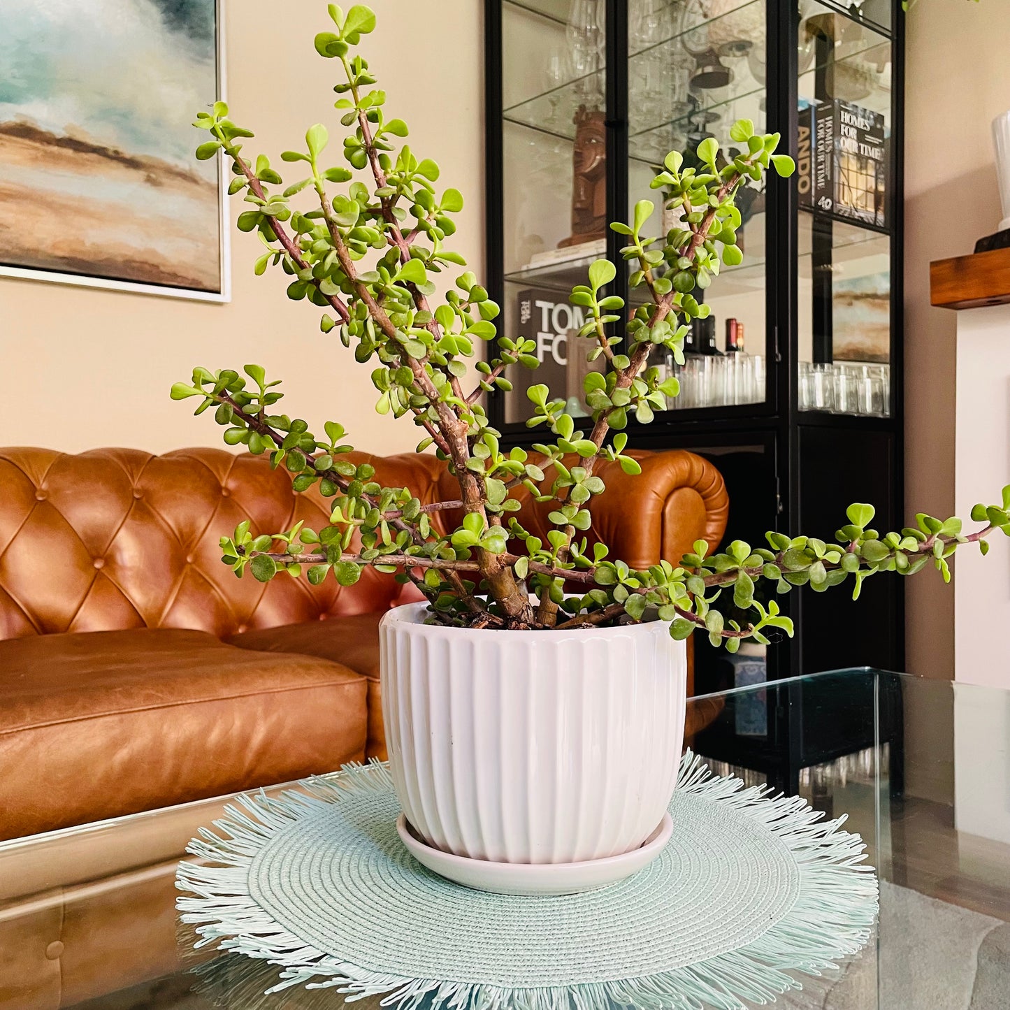 Portulacaria Afra en maceta M