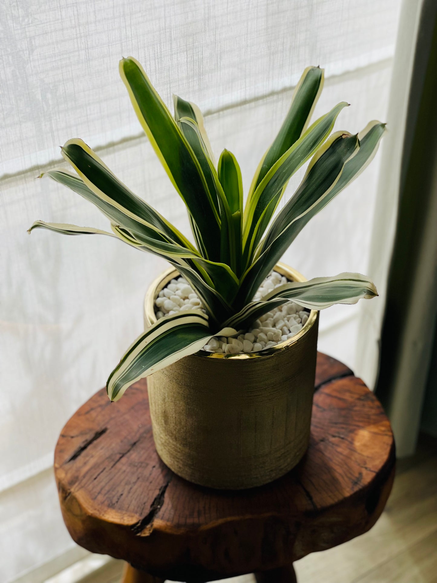 Bromelia en maceta L