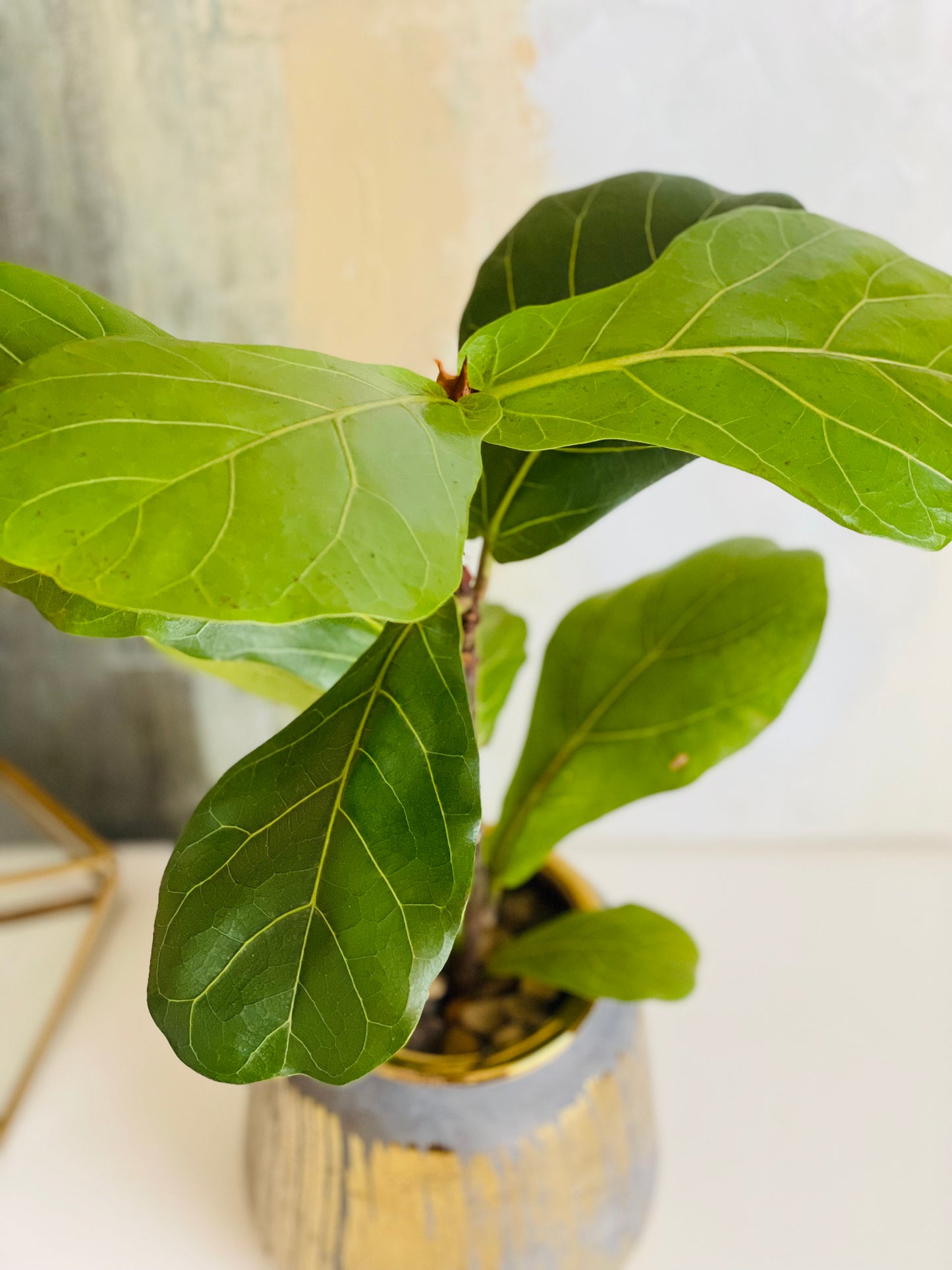 Ficus lyrata en maceta M