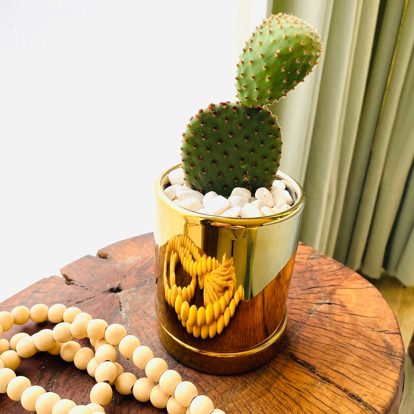 Suculentas y cactus en maceta dorada S