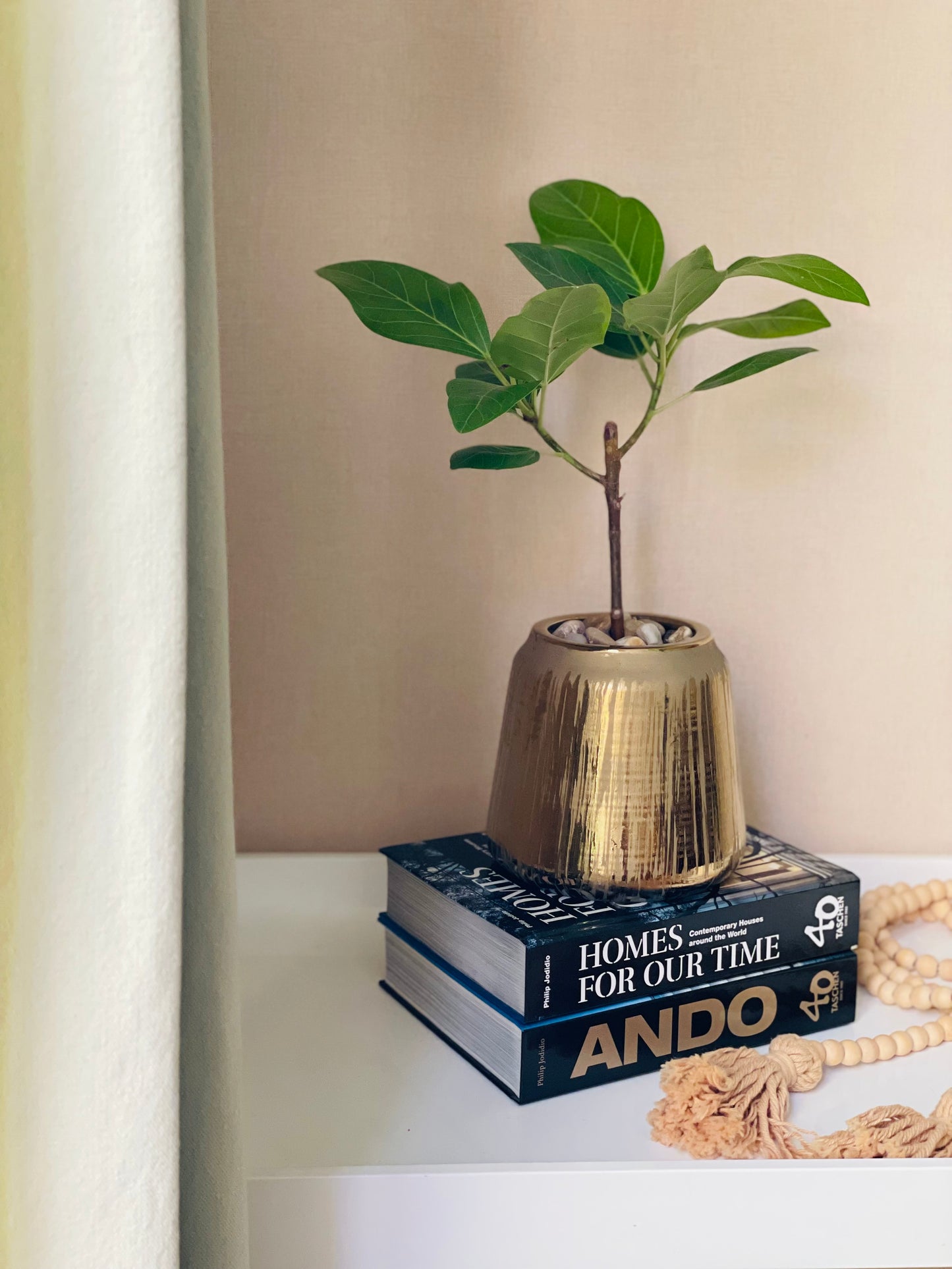 Ficus altissima en maceta M