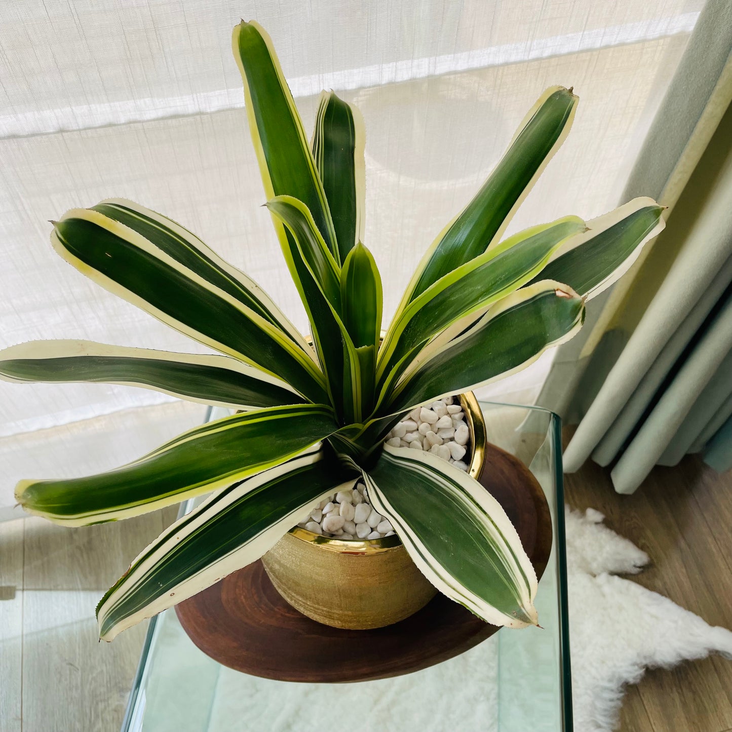 Bromelia en maceta L