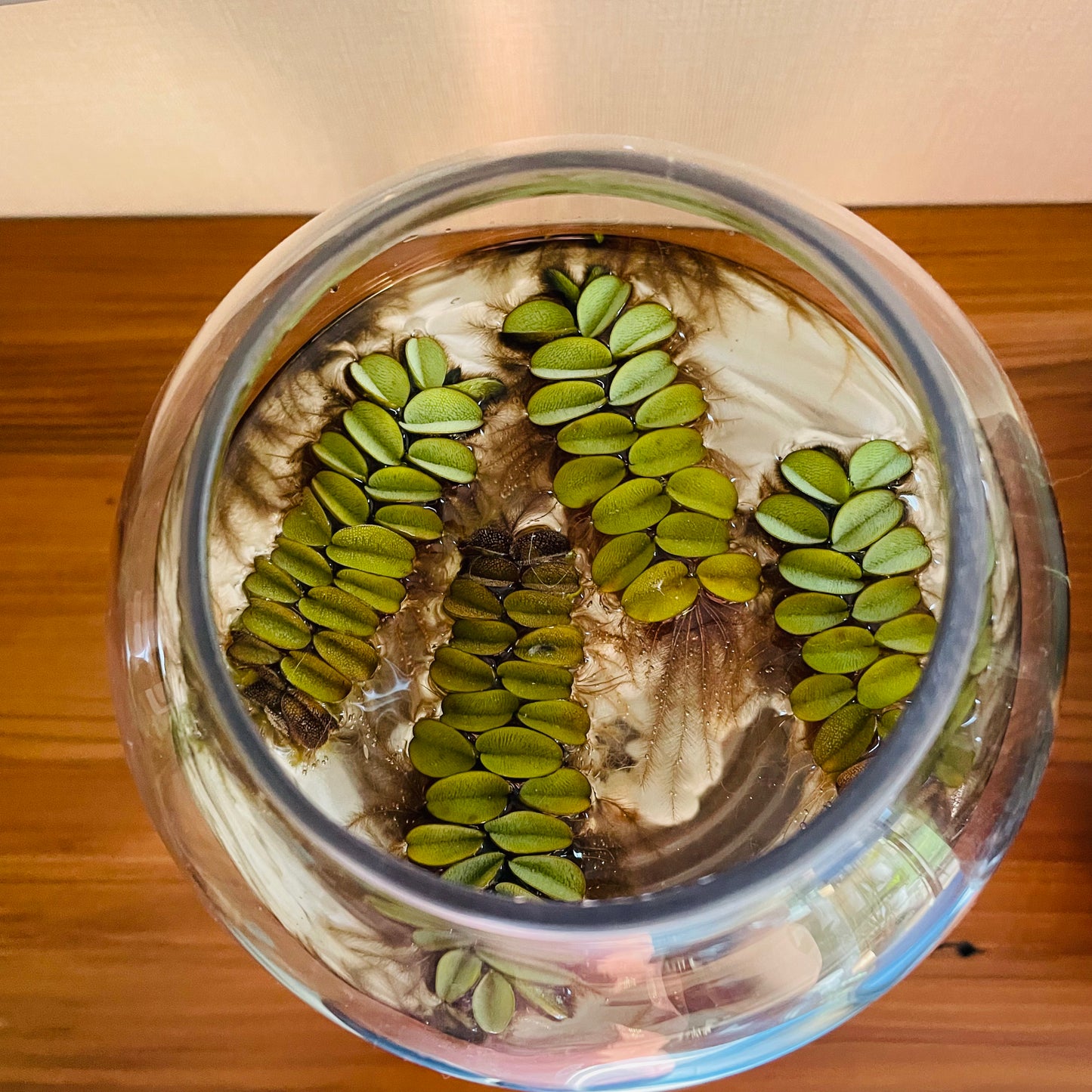 Salvinia Natans en jarrón de vidrio
