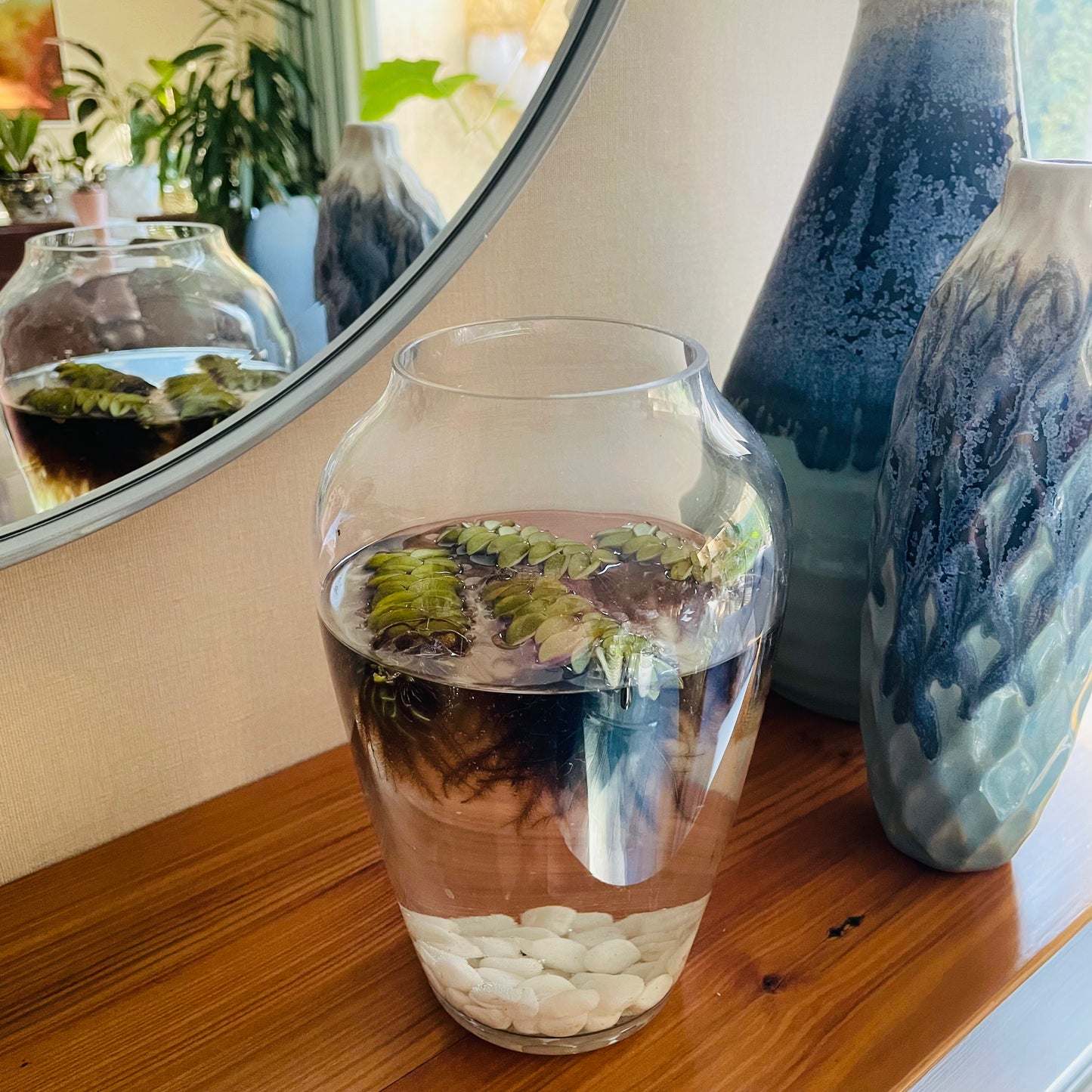 Salvinia Natans en jarrón de vidrio