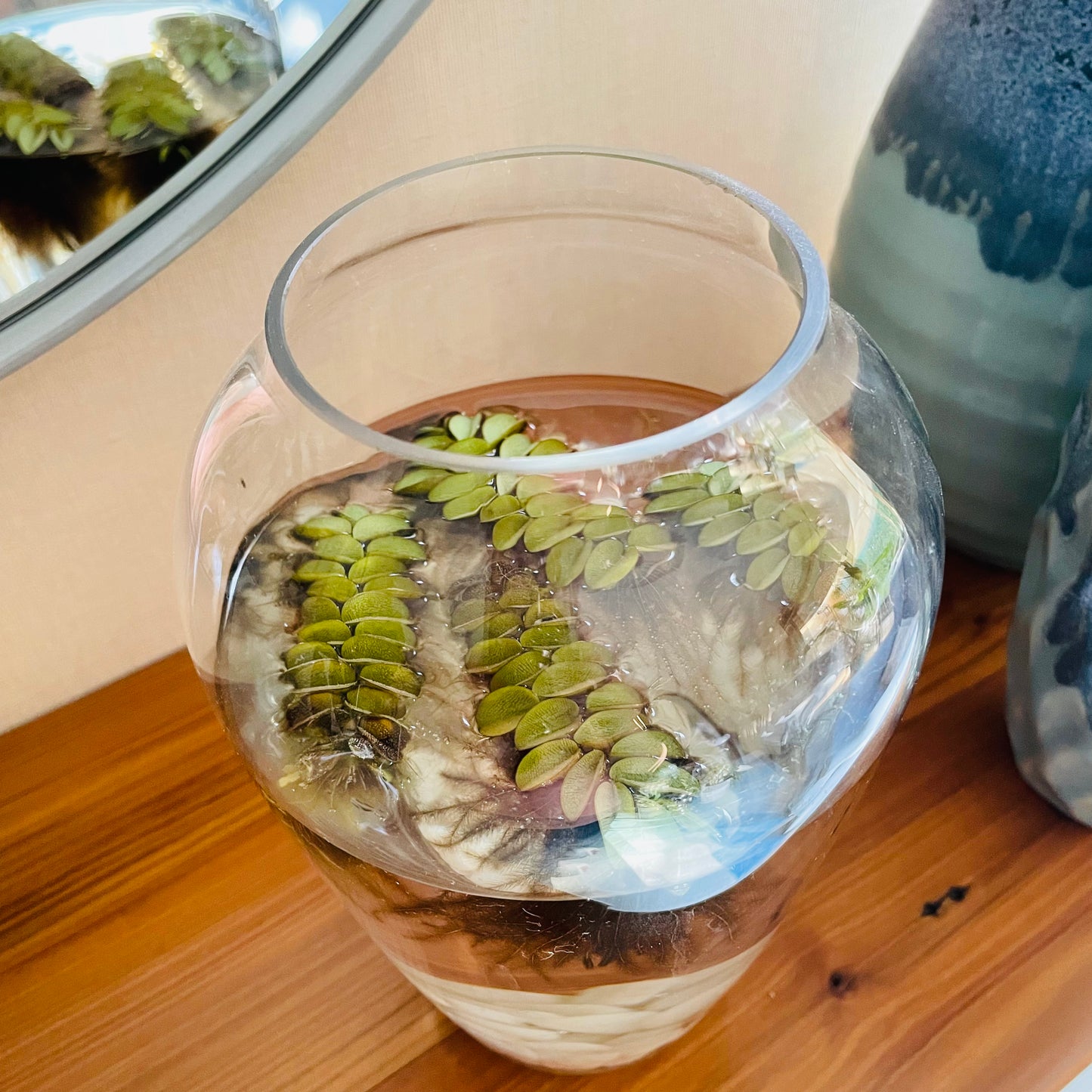 Salvinia Natans en jarrón de vidrio