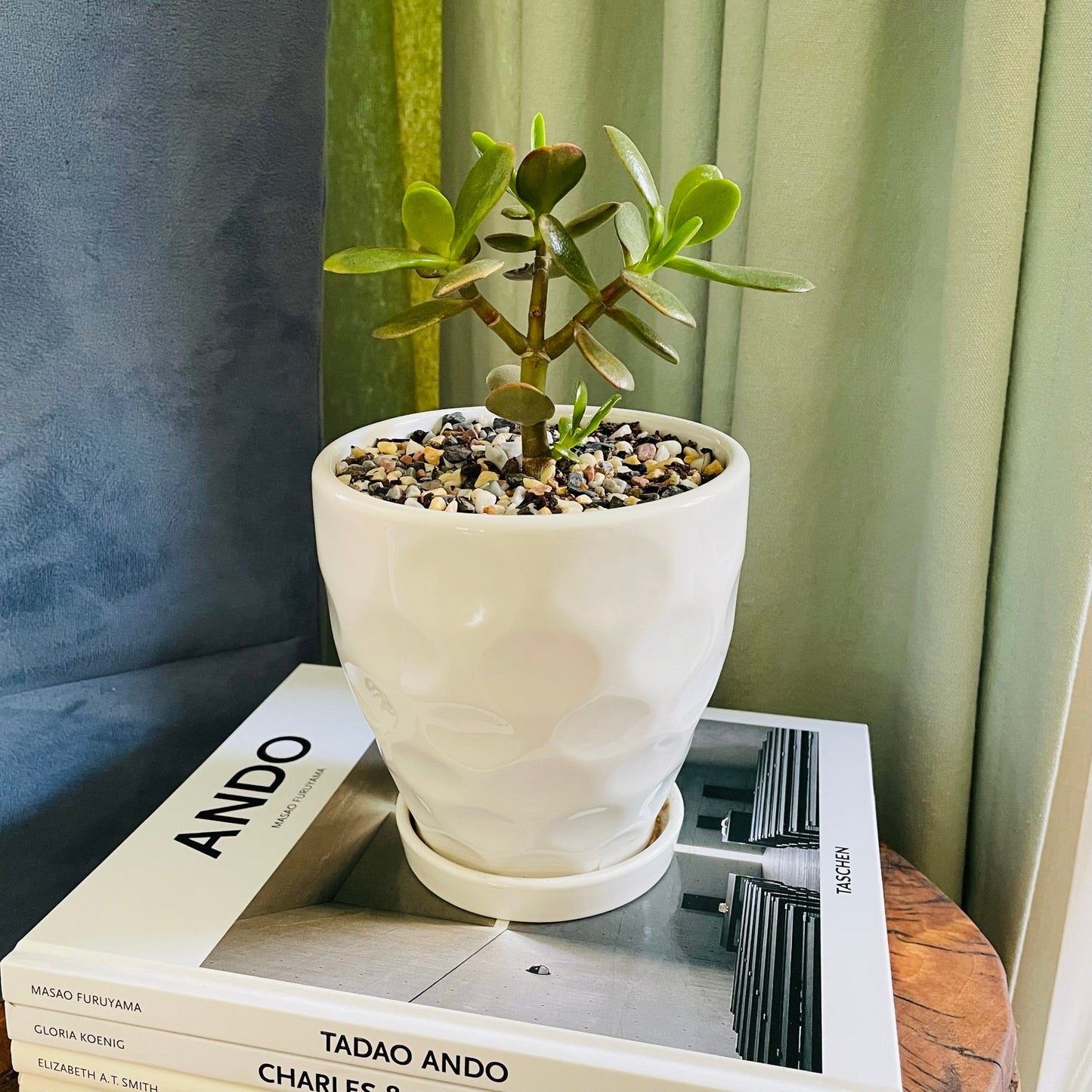Crassula ovata en maceta S
