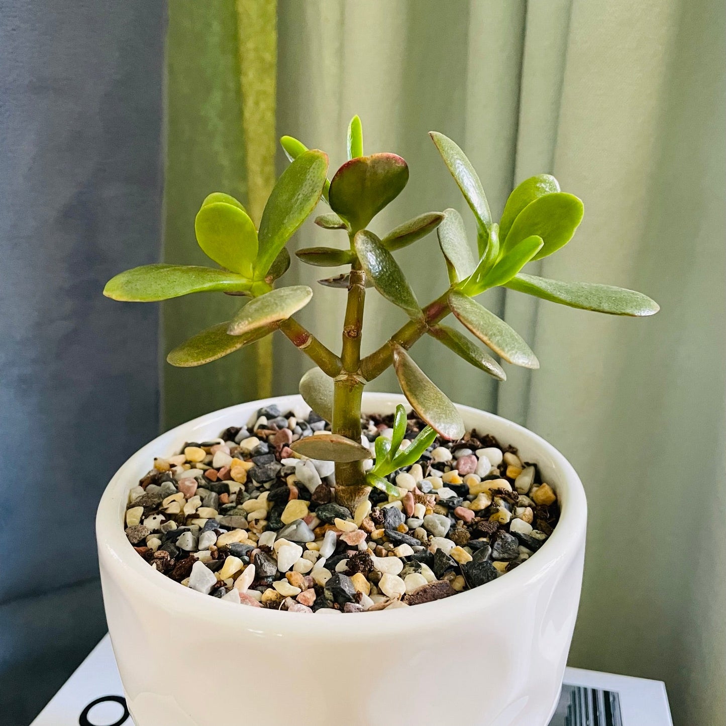 Crassula ovata en maceta S