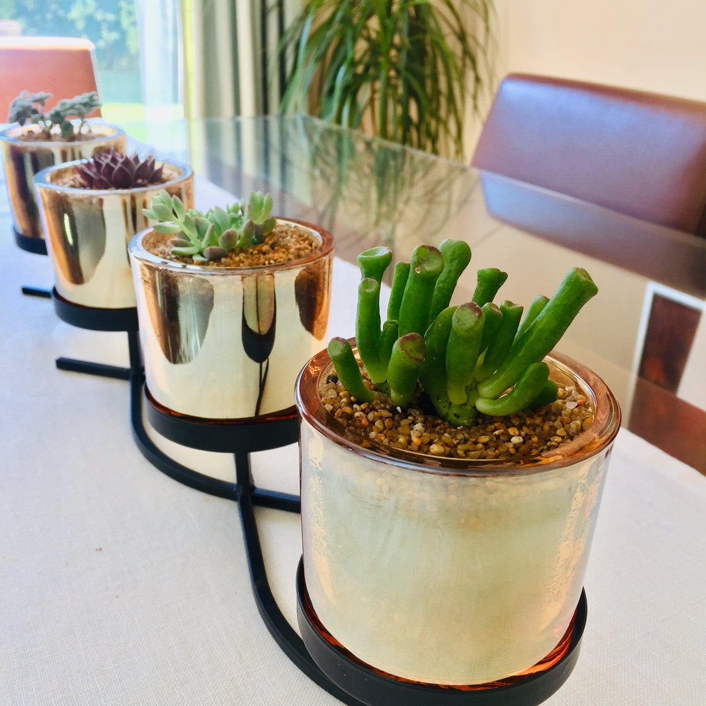 Centro de mesa con mix de suculentas diseño ondas