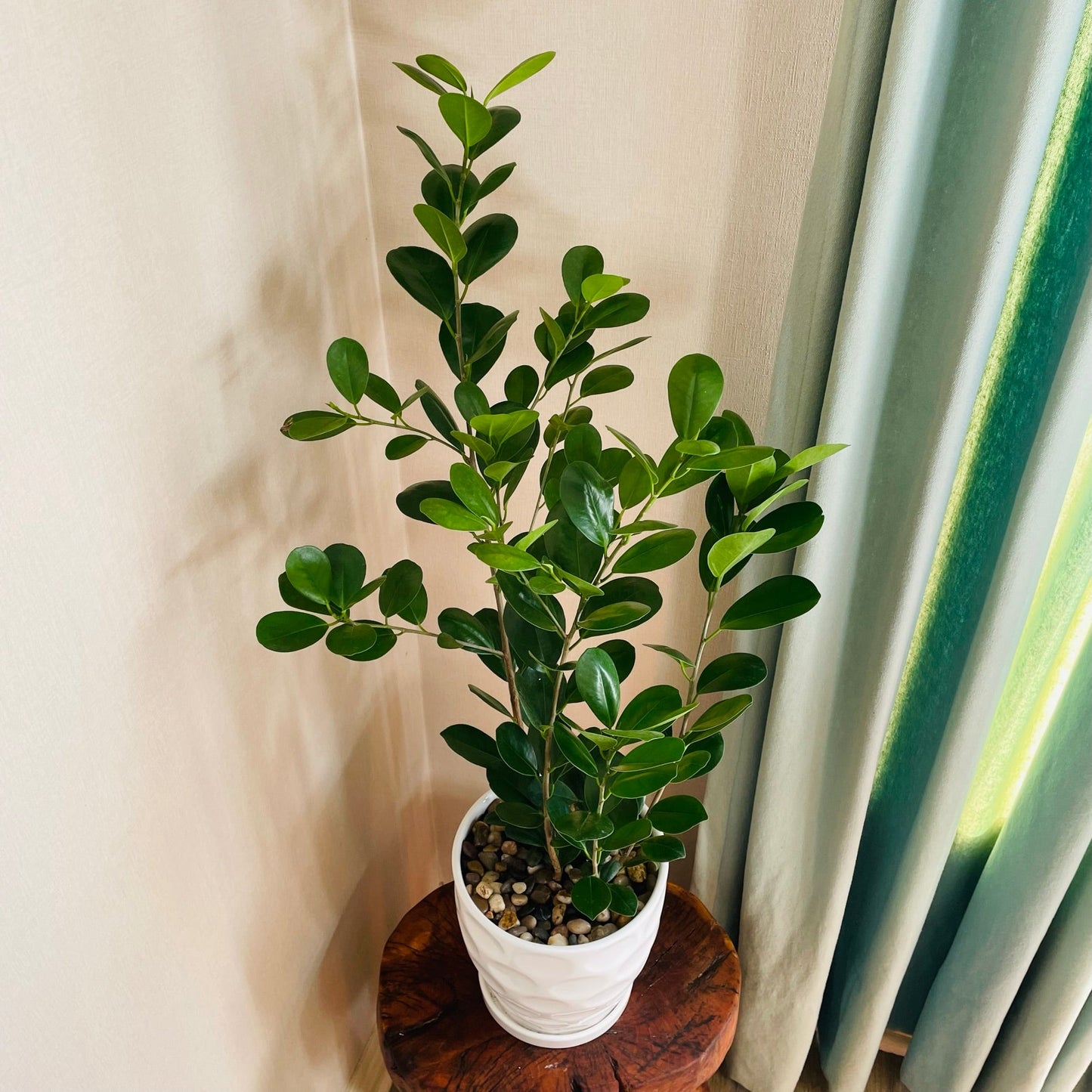 Ficus Monocrom en maceta L